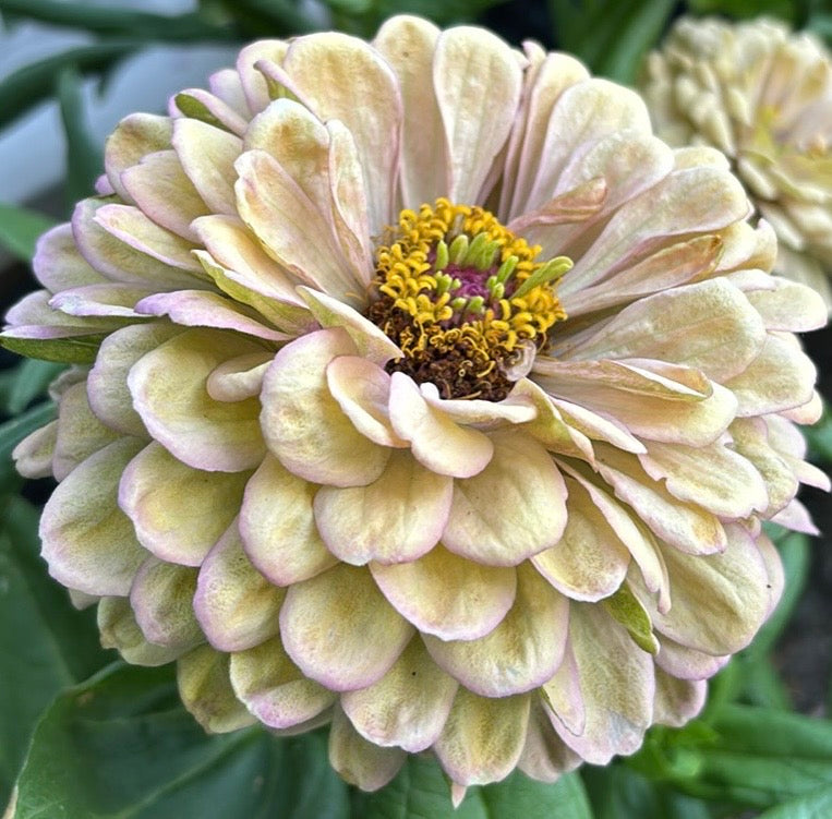 Zinnia Fröer