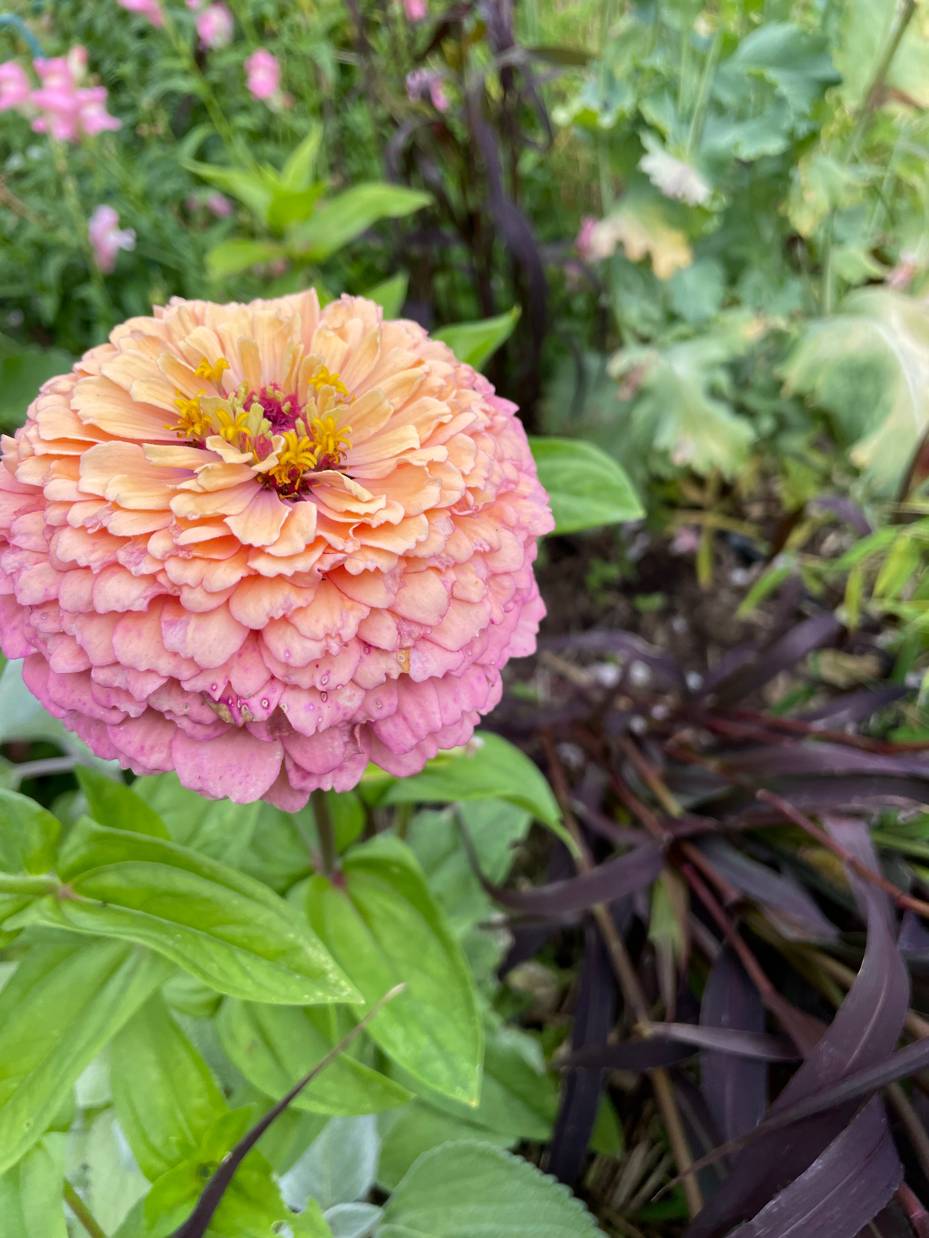 Zinnia ’Alpenglow’ Miniplanta