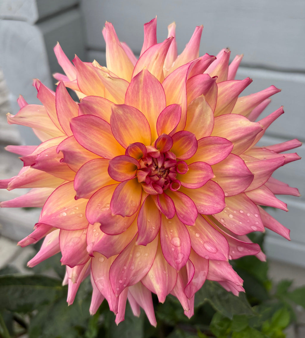 Dahlia ’AC Twisp’