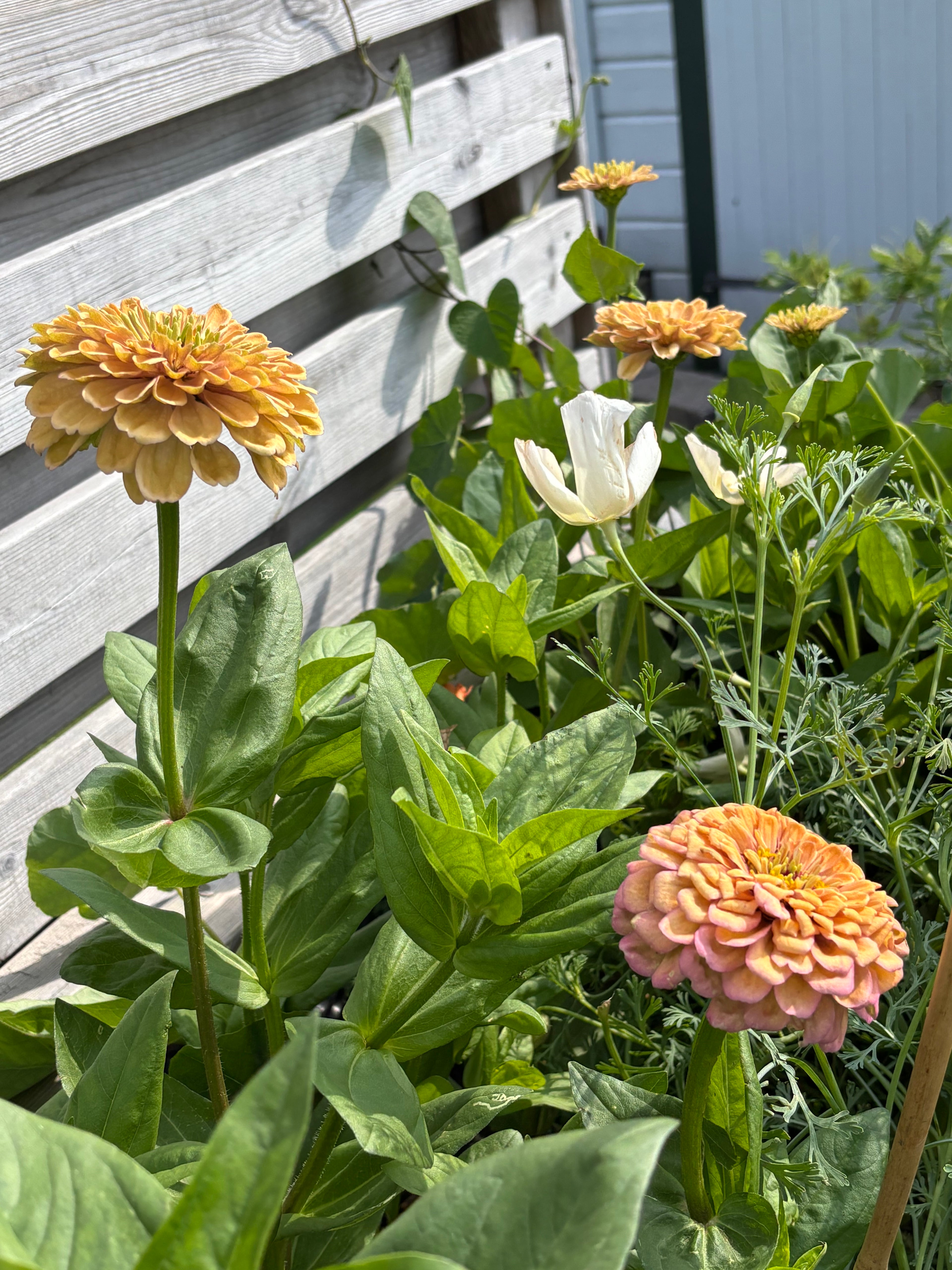 Zinnia ’Peach Glitter’