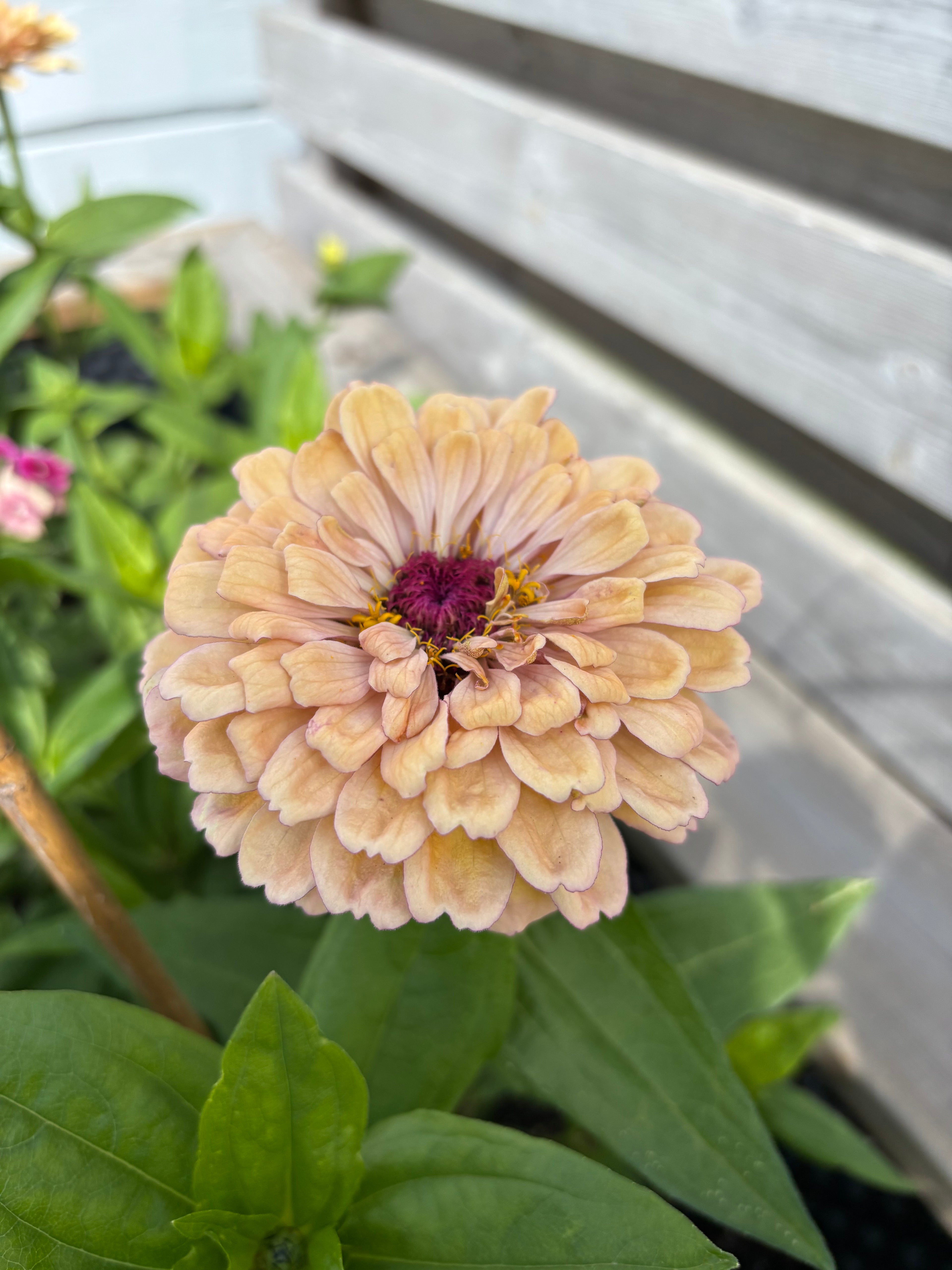 Zinnia ’Peach Glitter’