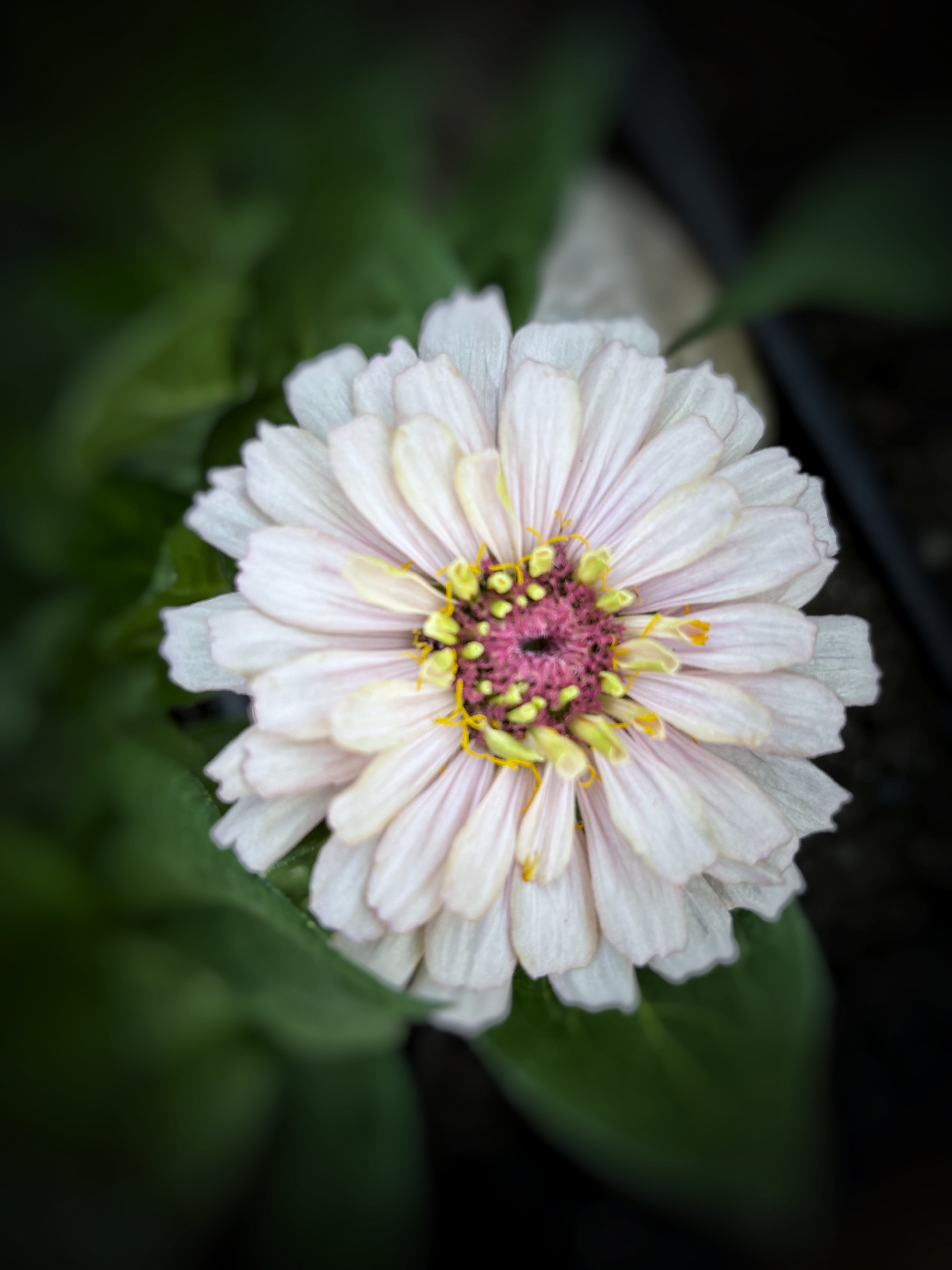 Zinnia ’D&S Pastels’