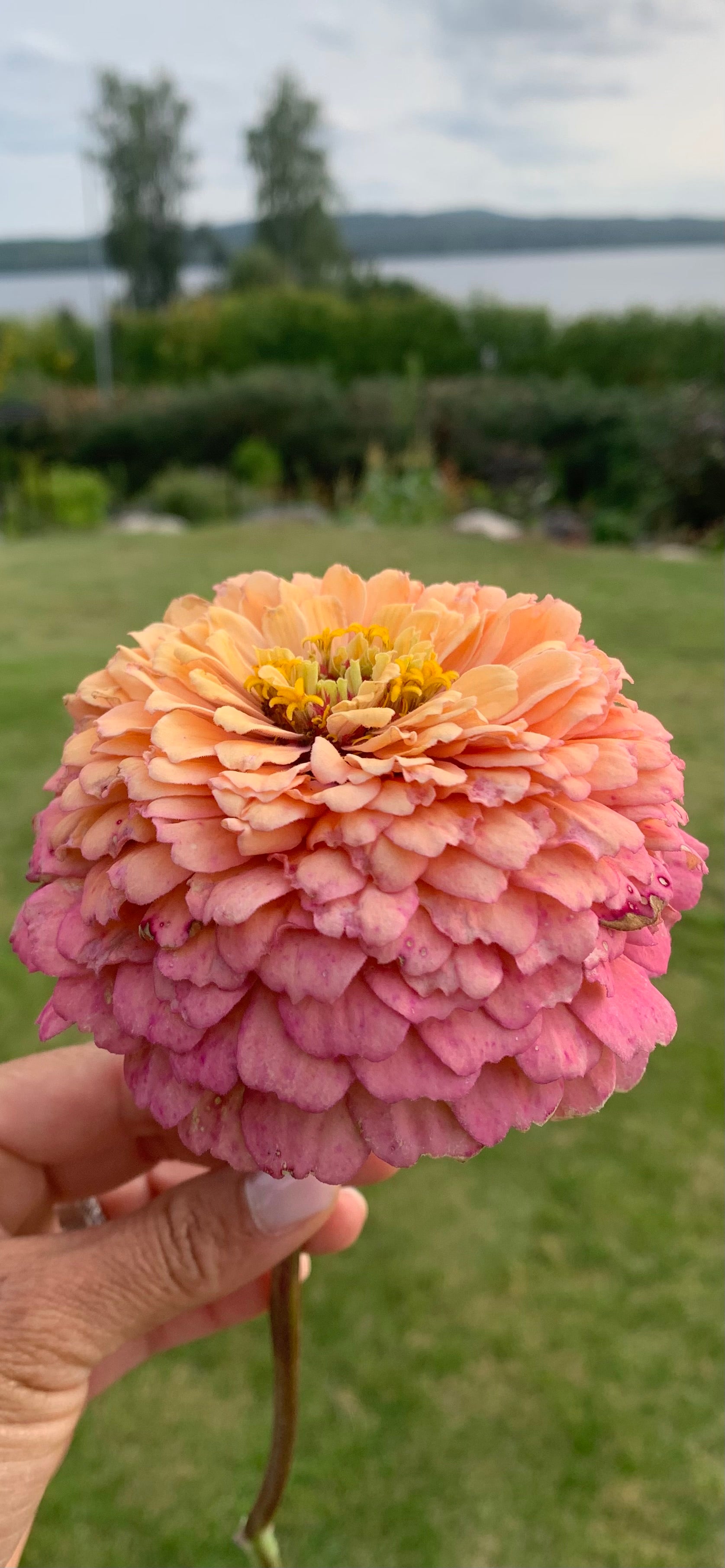 Zinnia ’Alpenglow’ Miniplanta