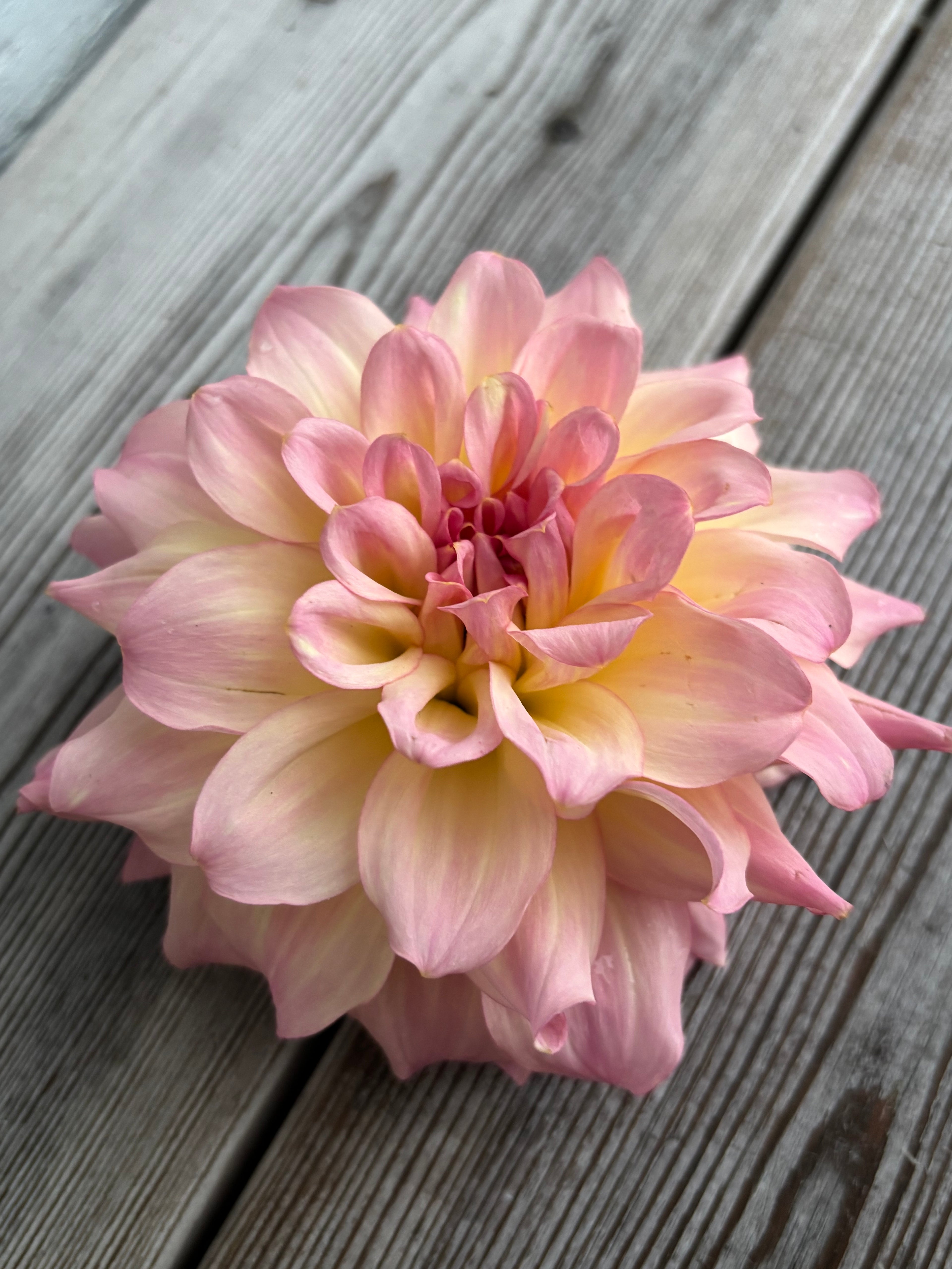 Dahlia ’AC Twisp’