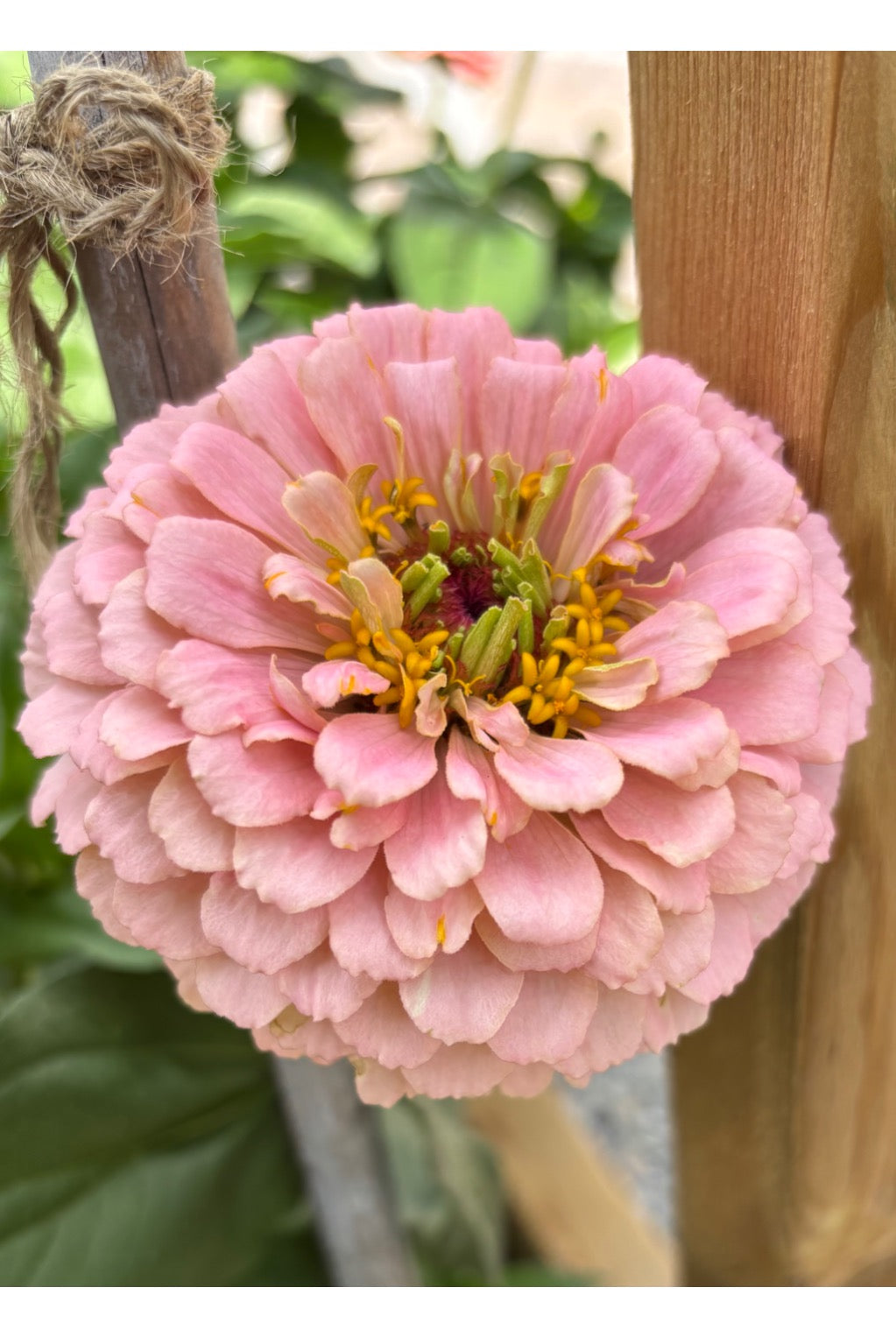 Zinnia ’D&S Pastels’