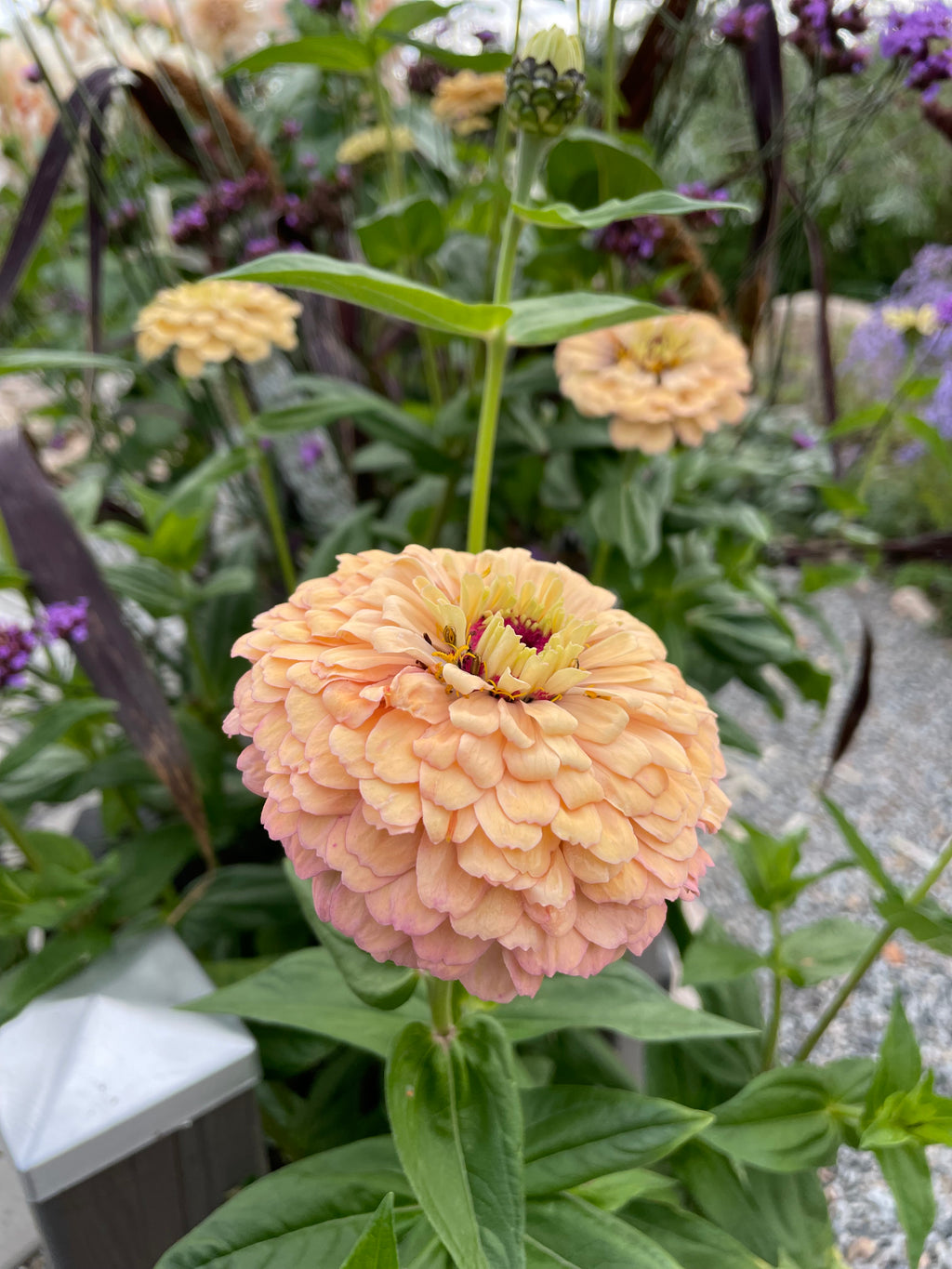 Zinnia ’Alpenglow’ Miniplanta