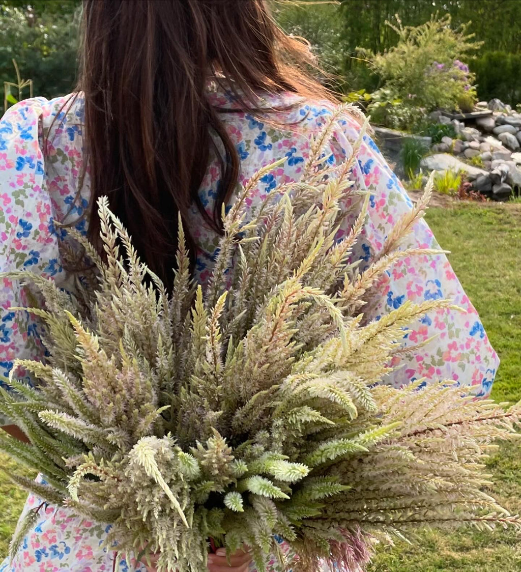 Celosia ’Honey Mist’