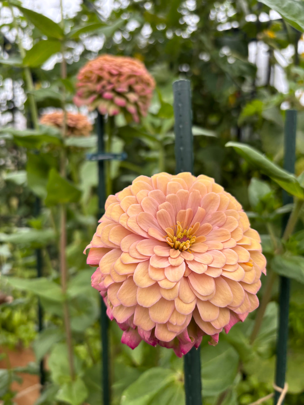 Zinnia ’Champagne Rose’
