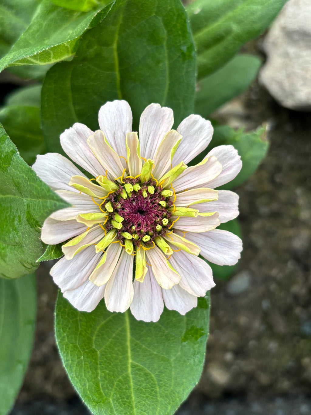 Zinnia ’D&S Pastels’