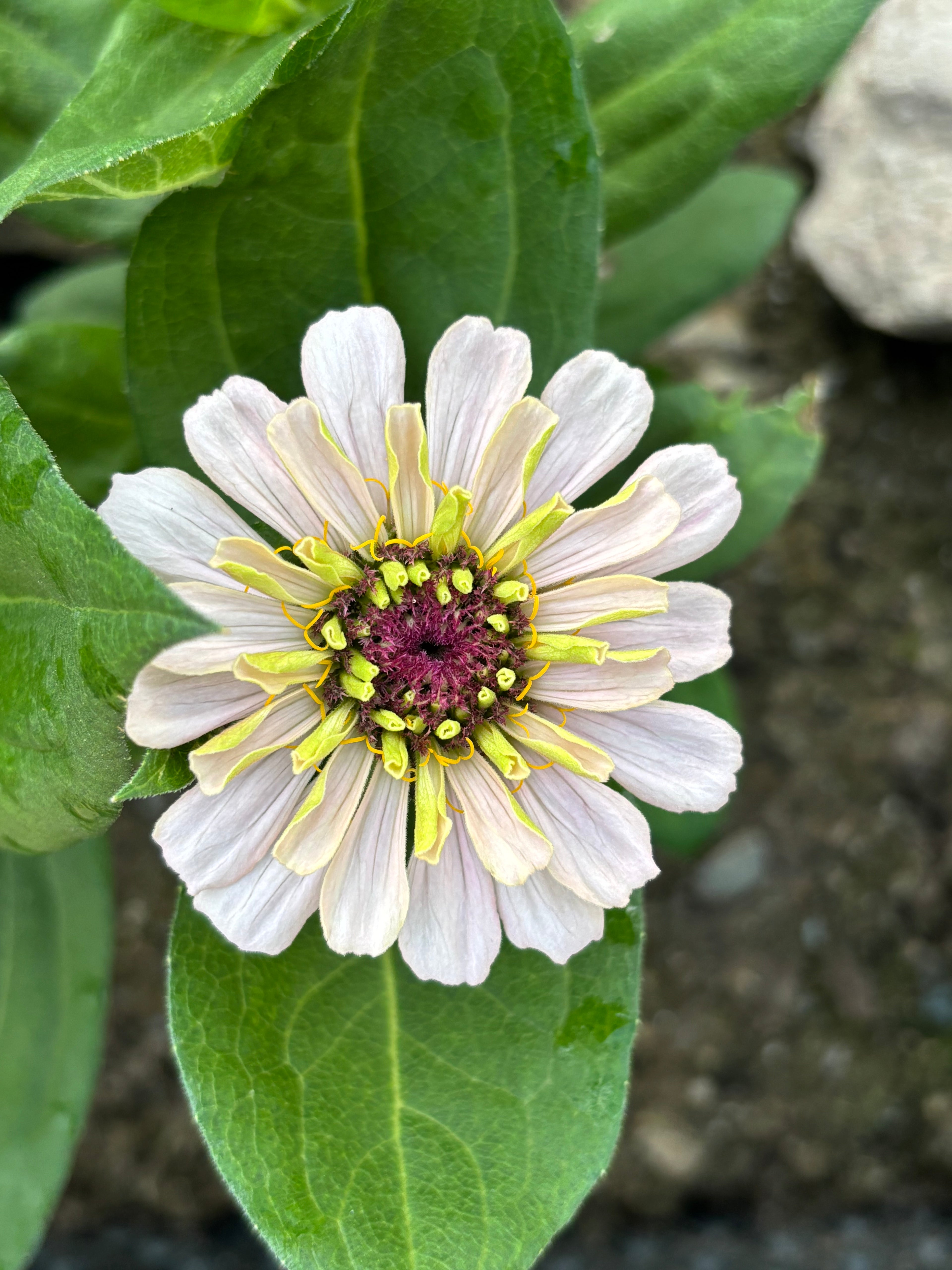 Zinnia ’D&S Pastels’
