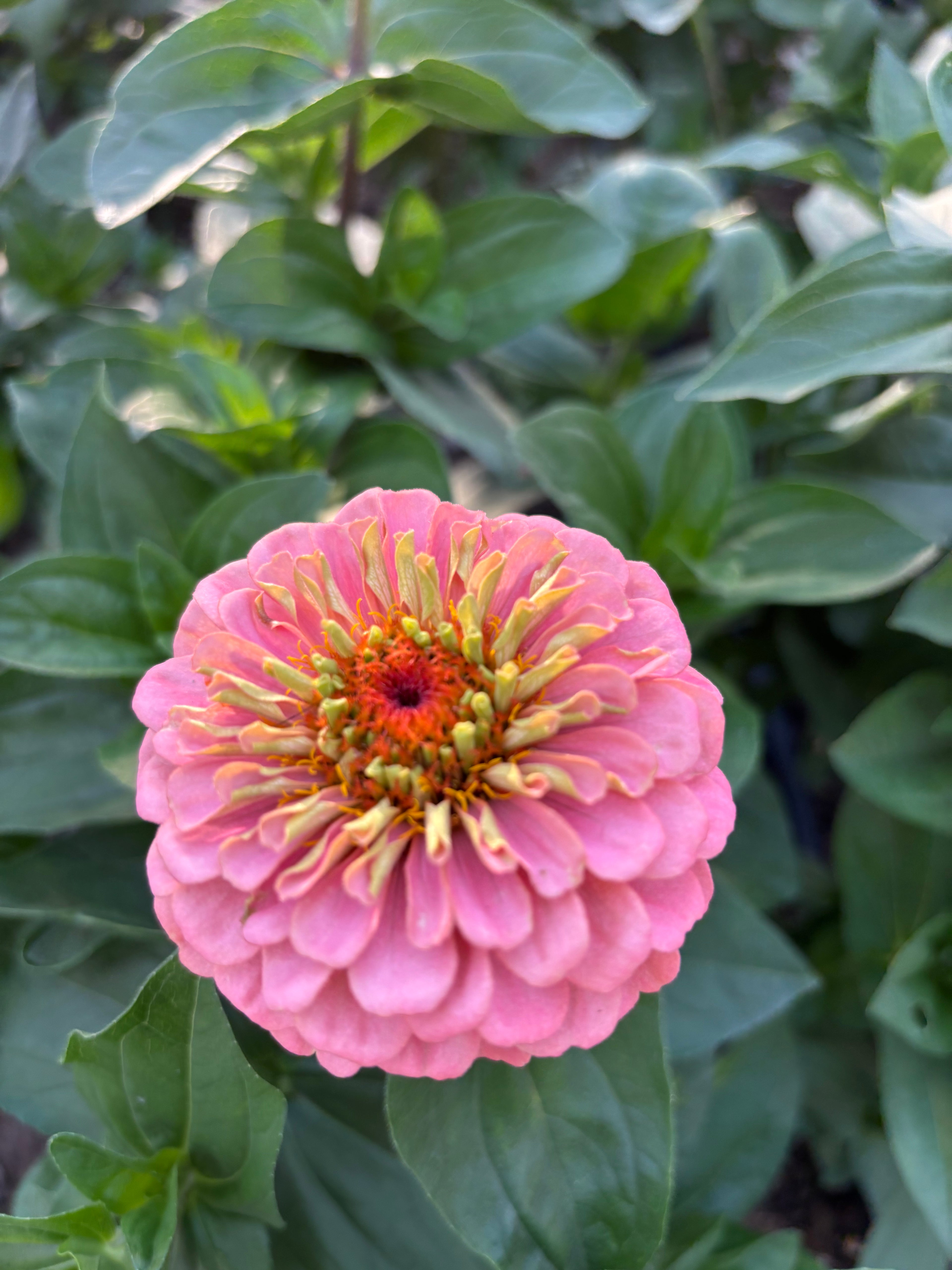 Zinnia ’D&S Pastels’