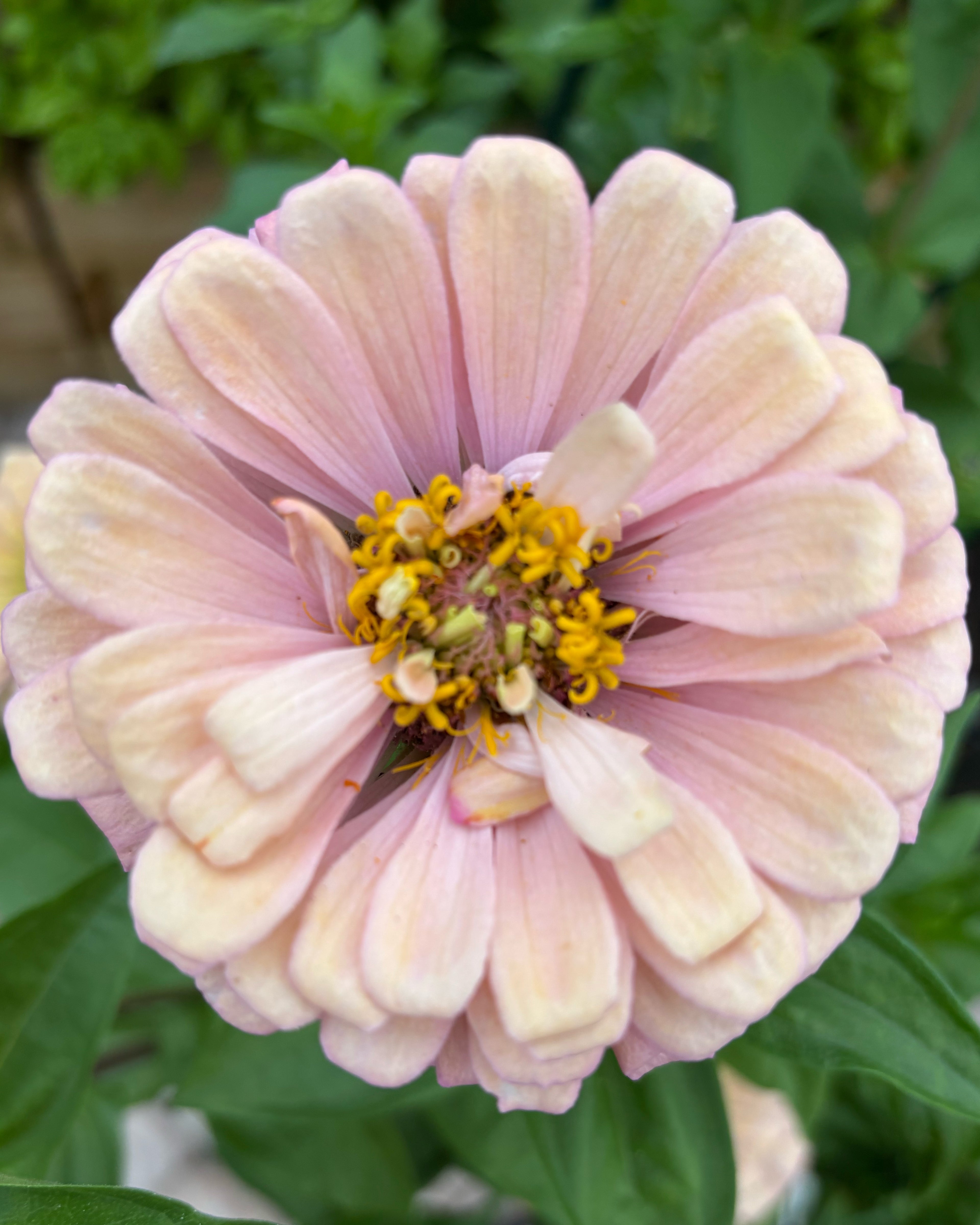 Zinnia ’Champagne Rose’