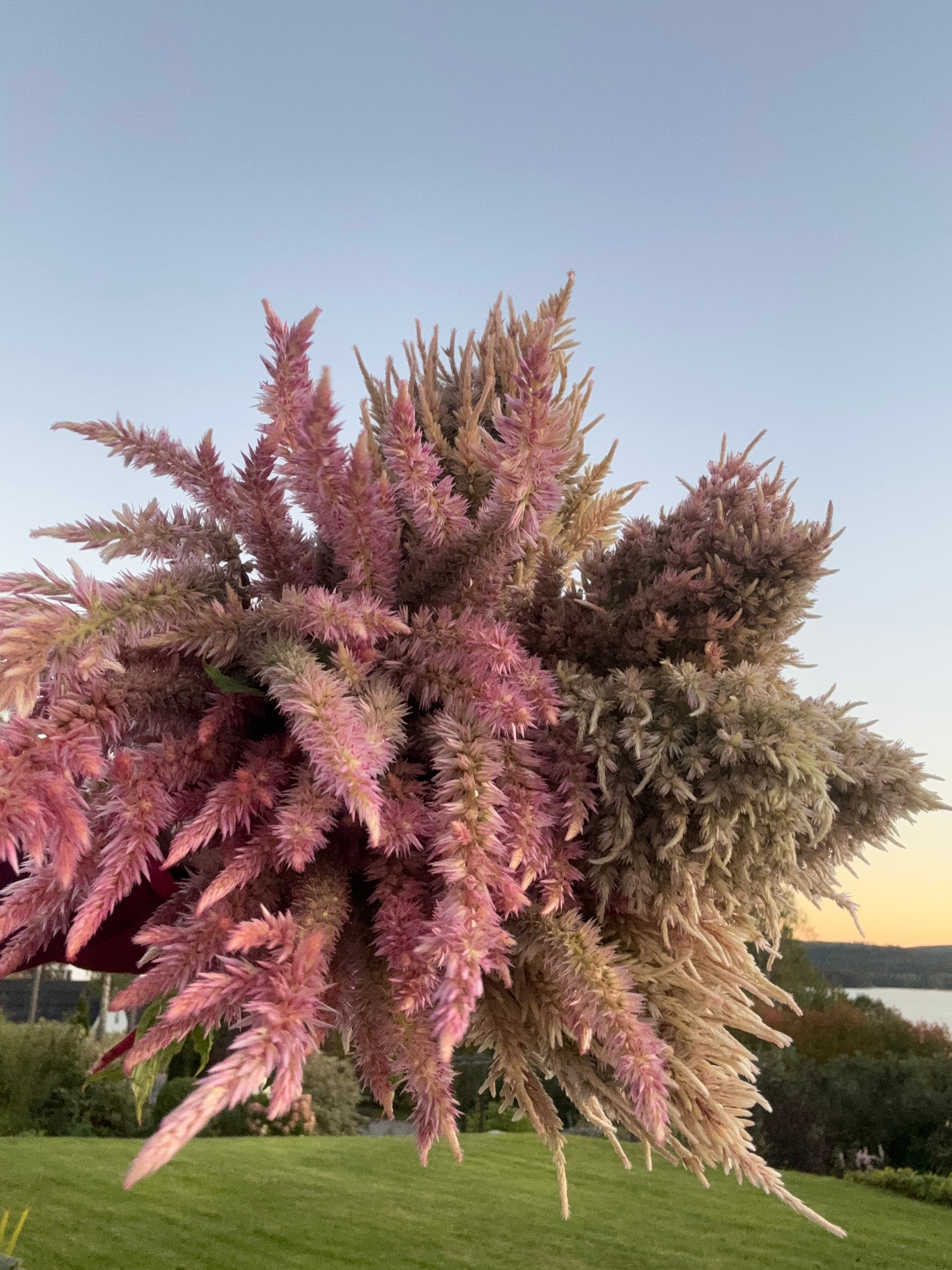Celosia ‘Rosé Glow’