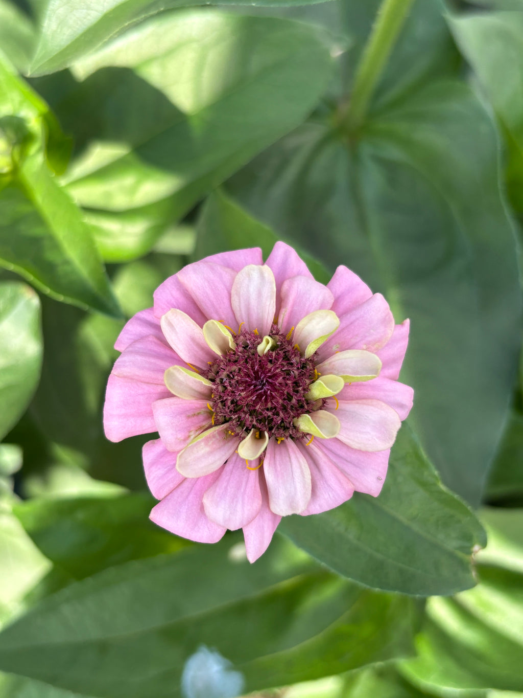 Zinnia ’D&S Pastels’