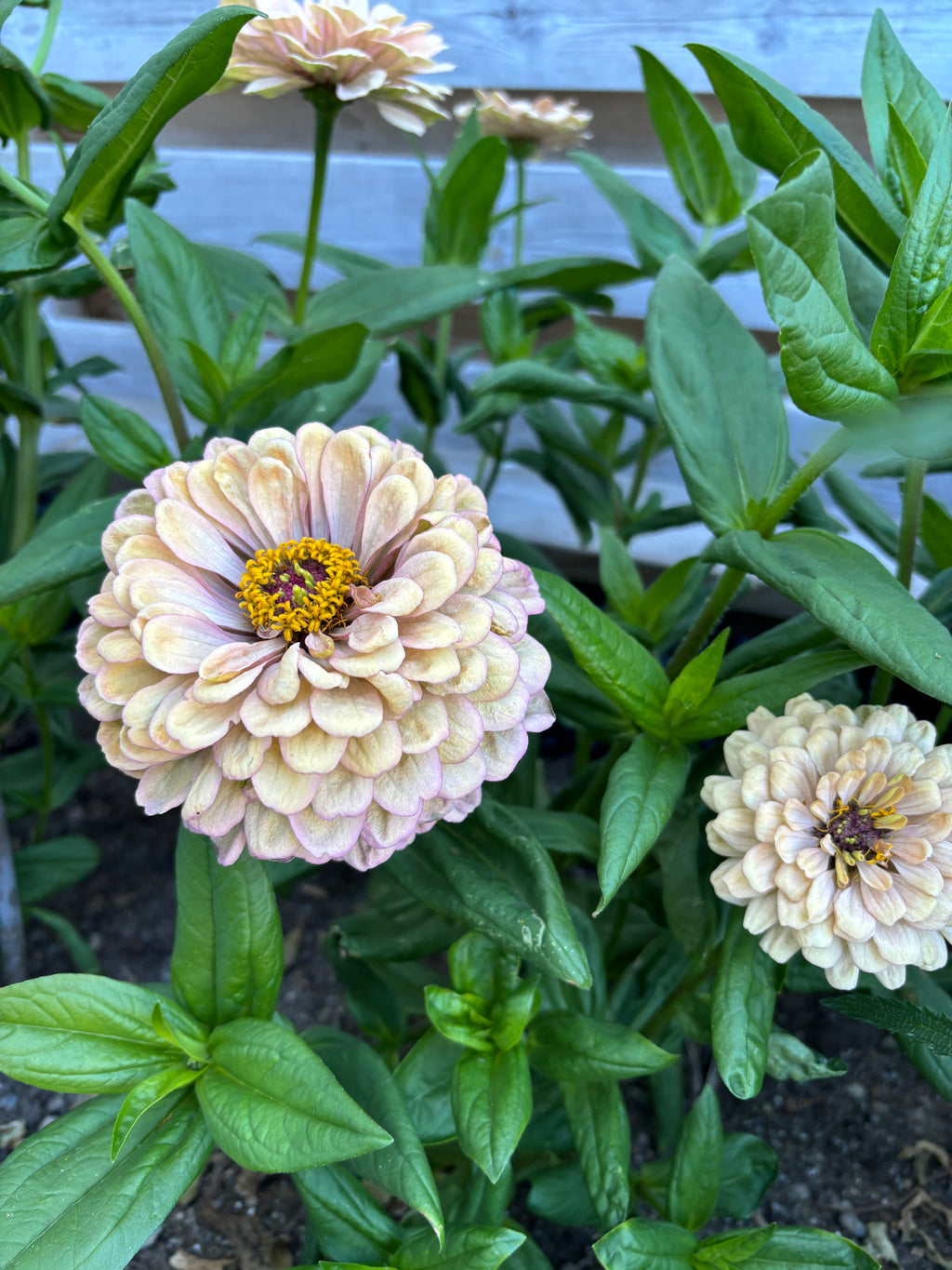Zinnia ’Peach Glitter’