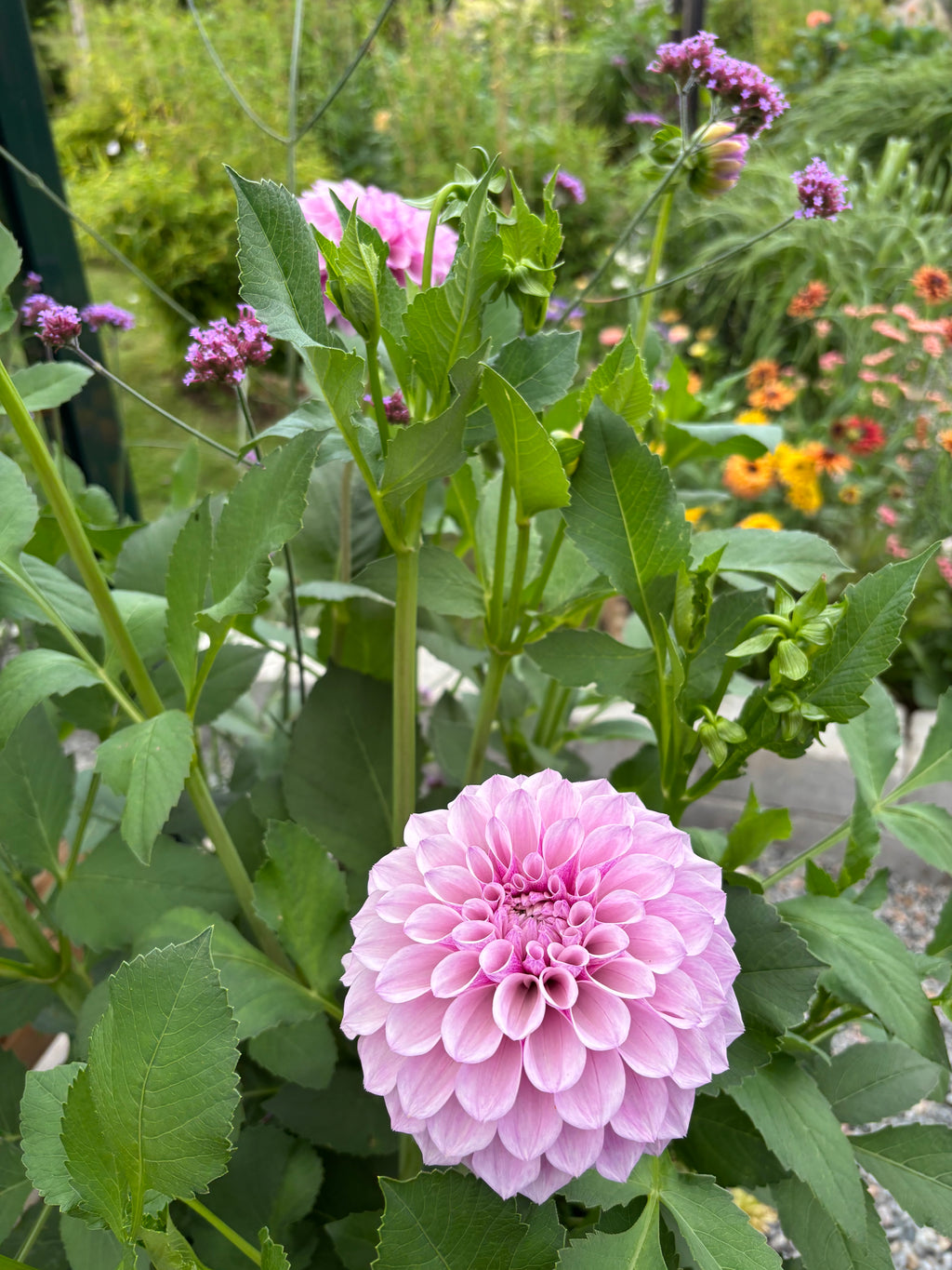 Dahlia 'Jeff Blom'