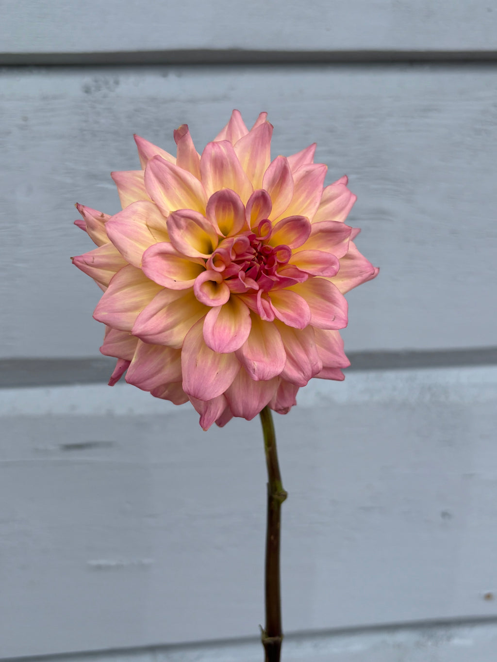 Dahlia ’AC Twisp’