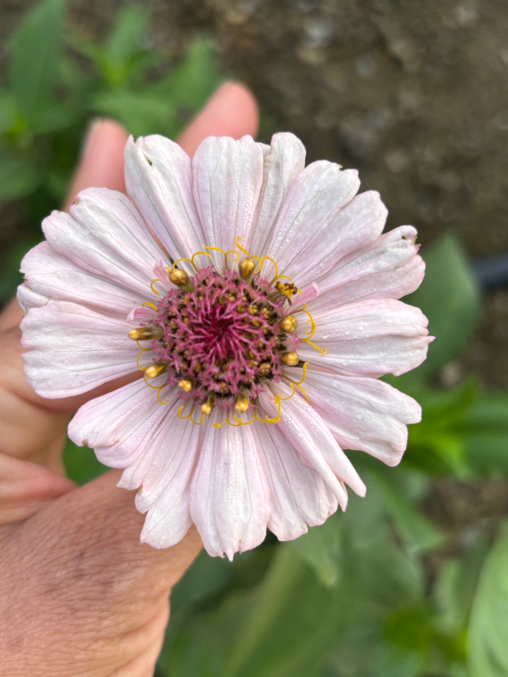 Zinnia ’D&S Pastels’