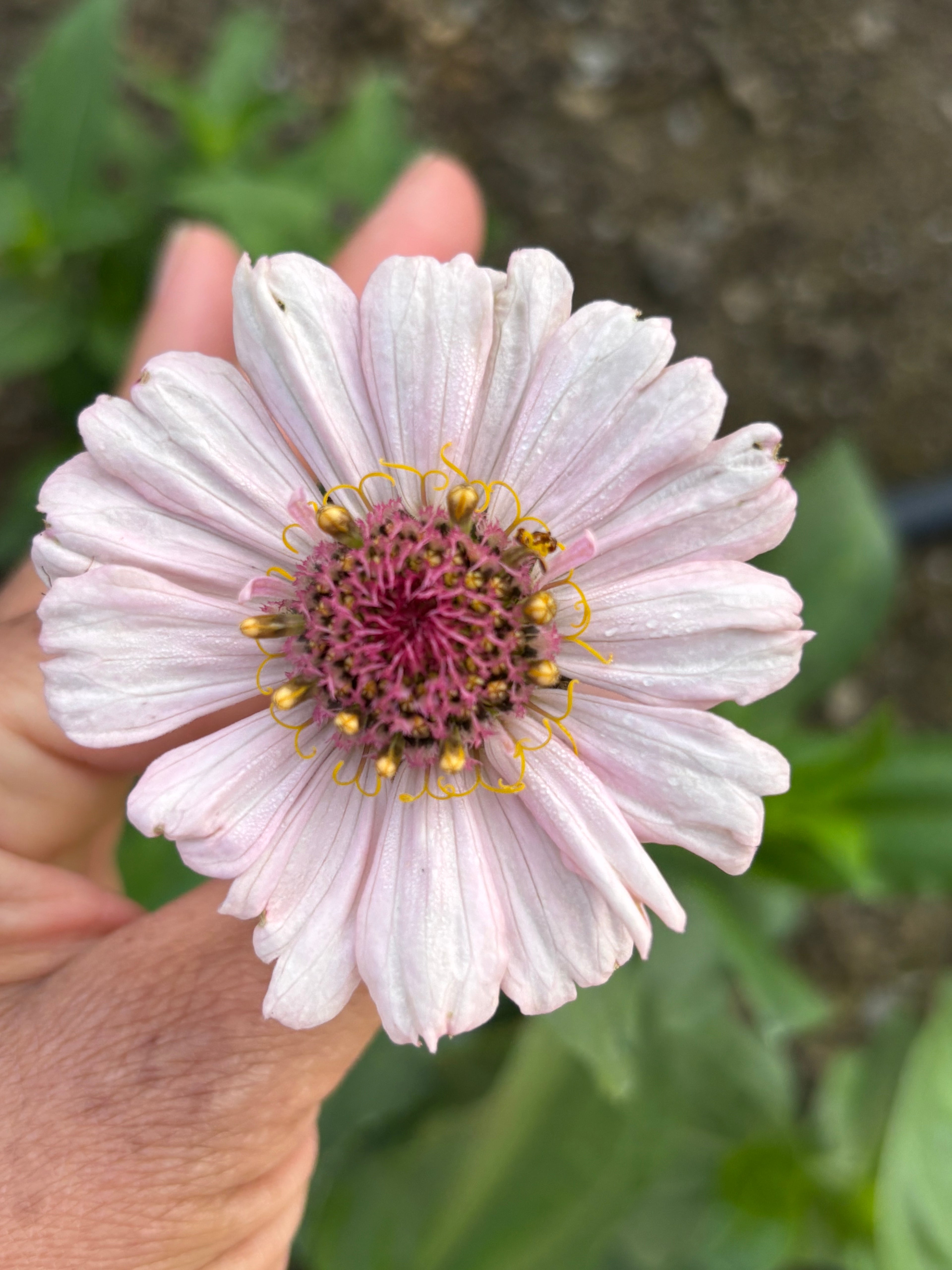 Zinnia ’D&S Pastels’