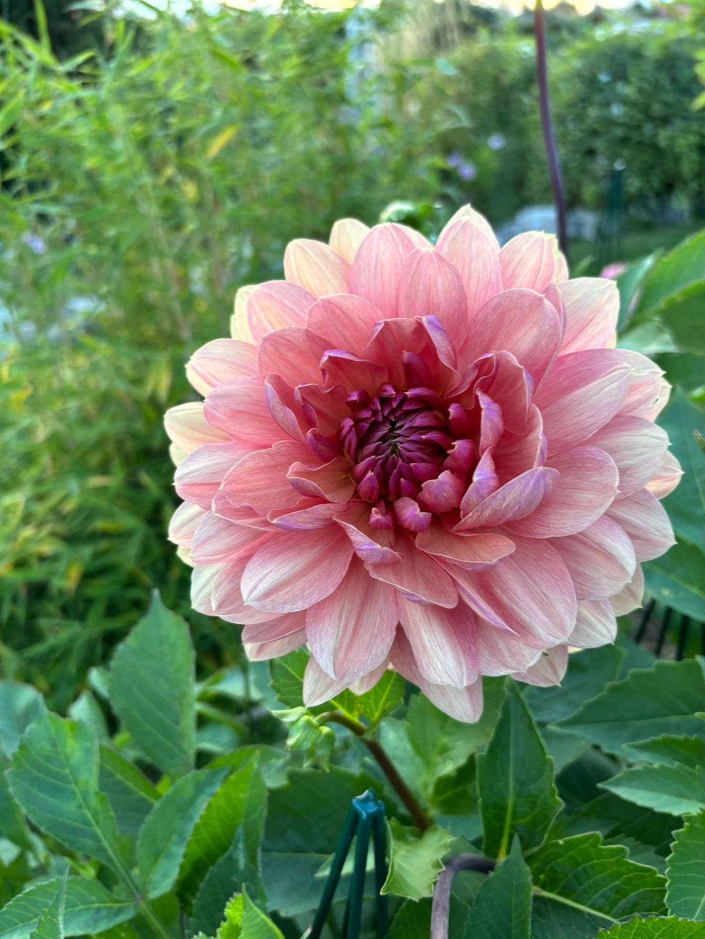 Château de la Bourdaisière