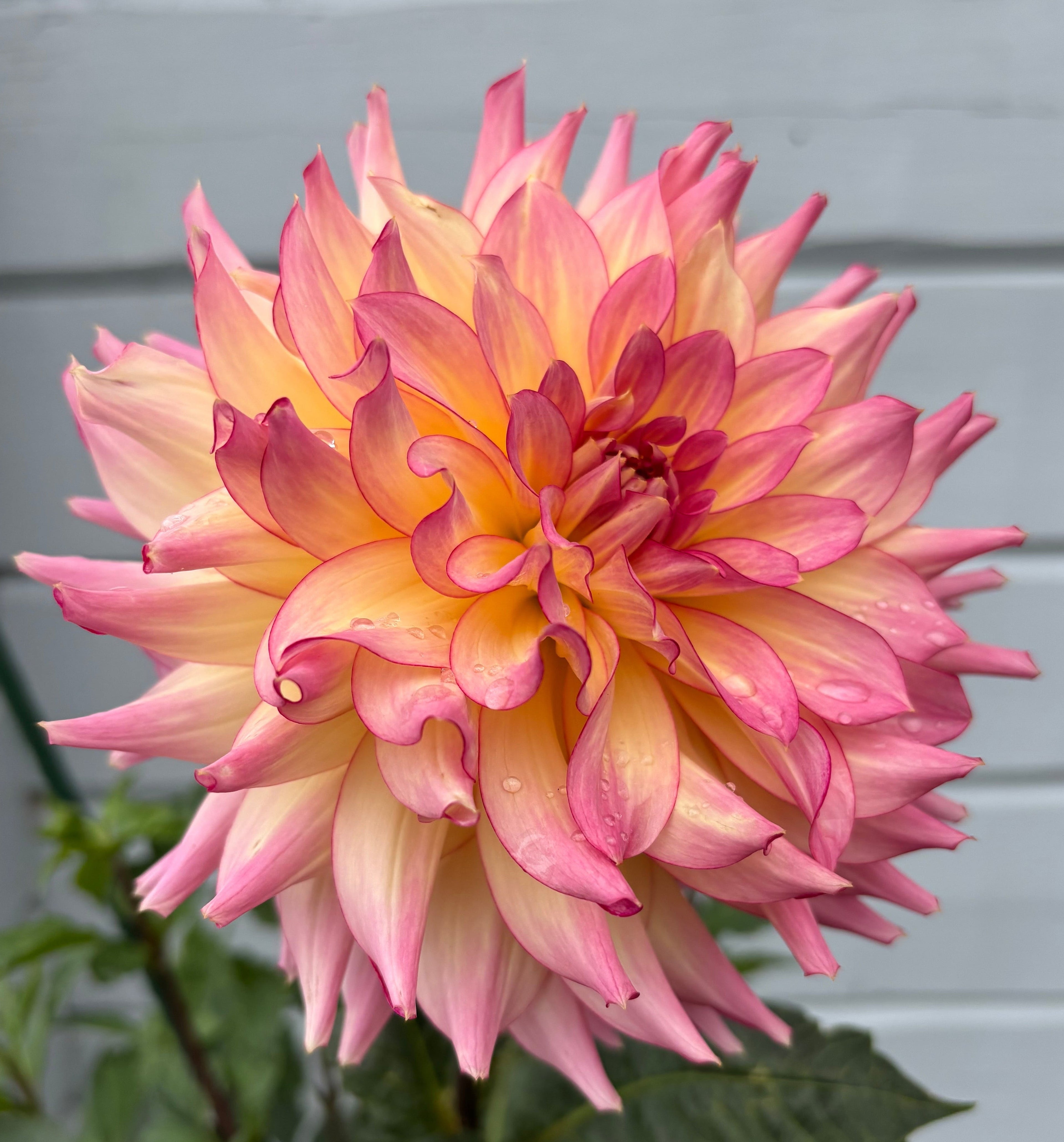 Dahlia ’AC Twisp’