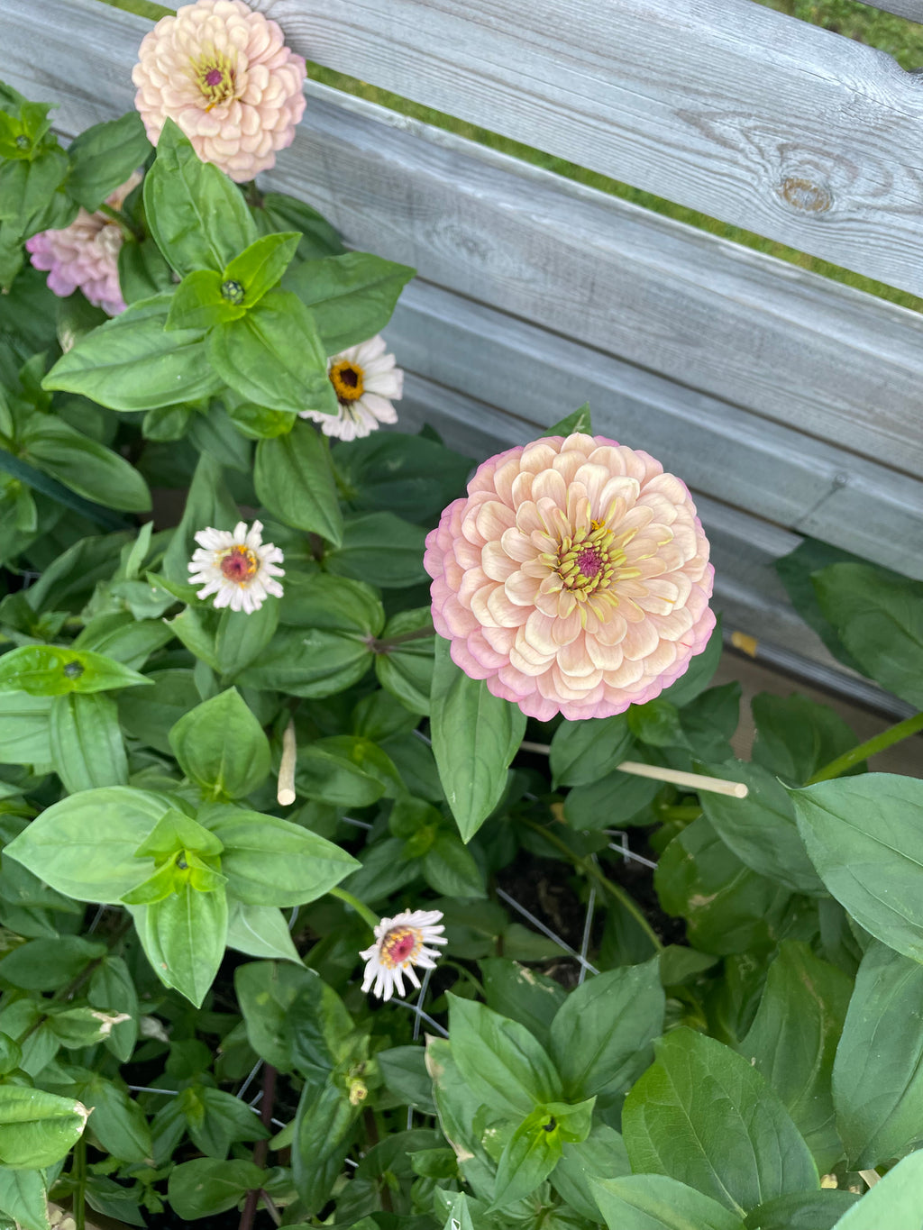 Zinnia ’Alpenglow’ Miniplanta