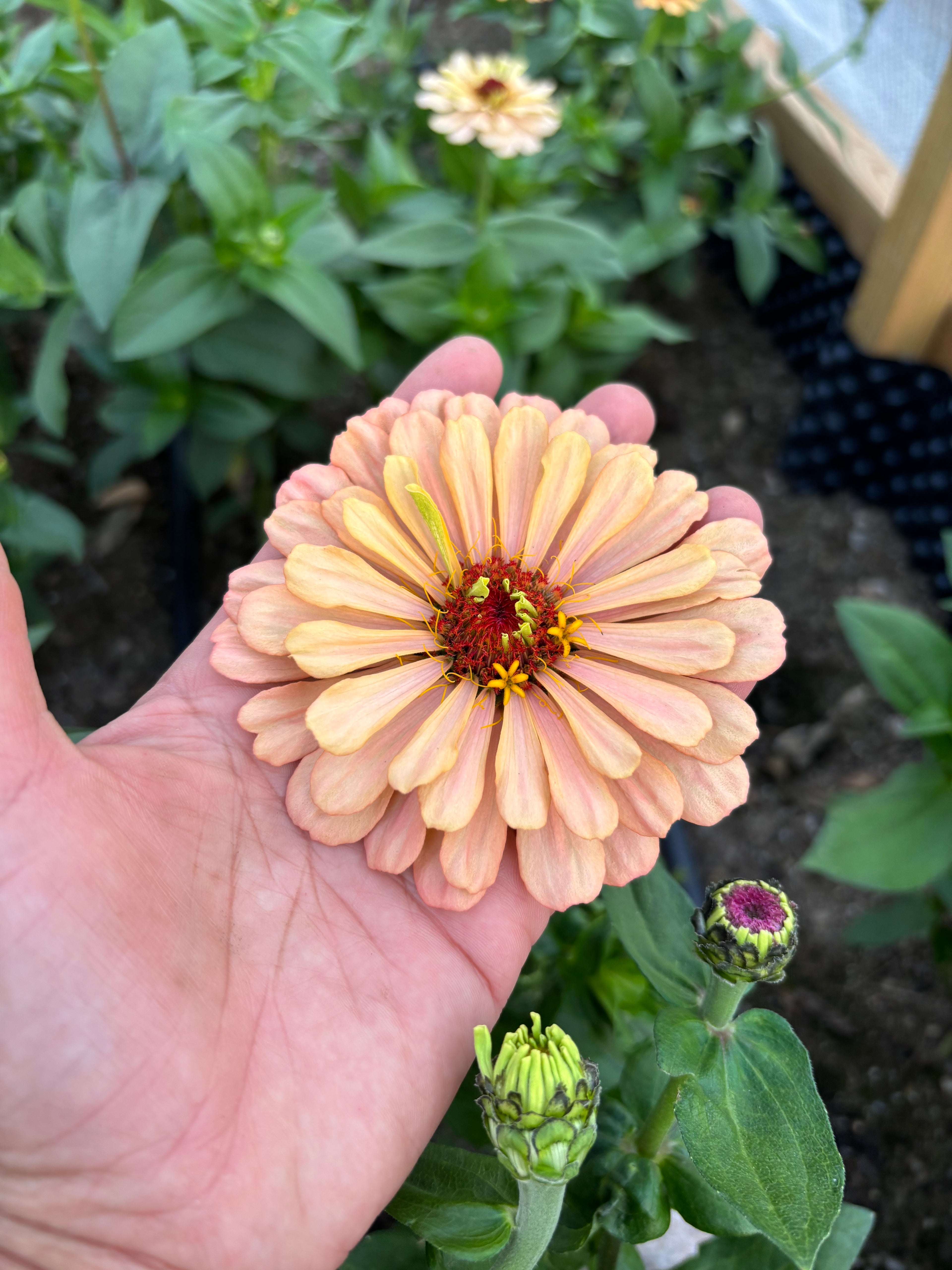 Zinnia ’D&S Pastels’