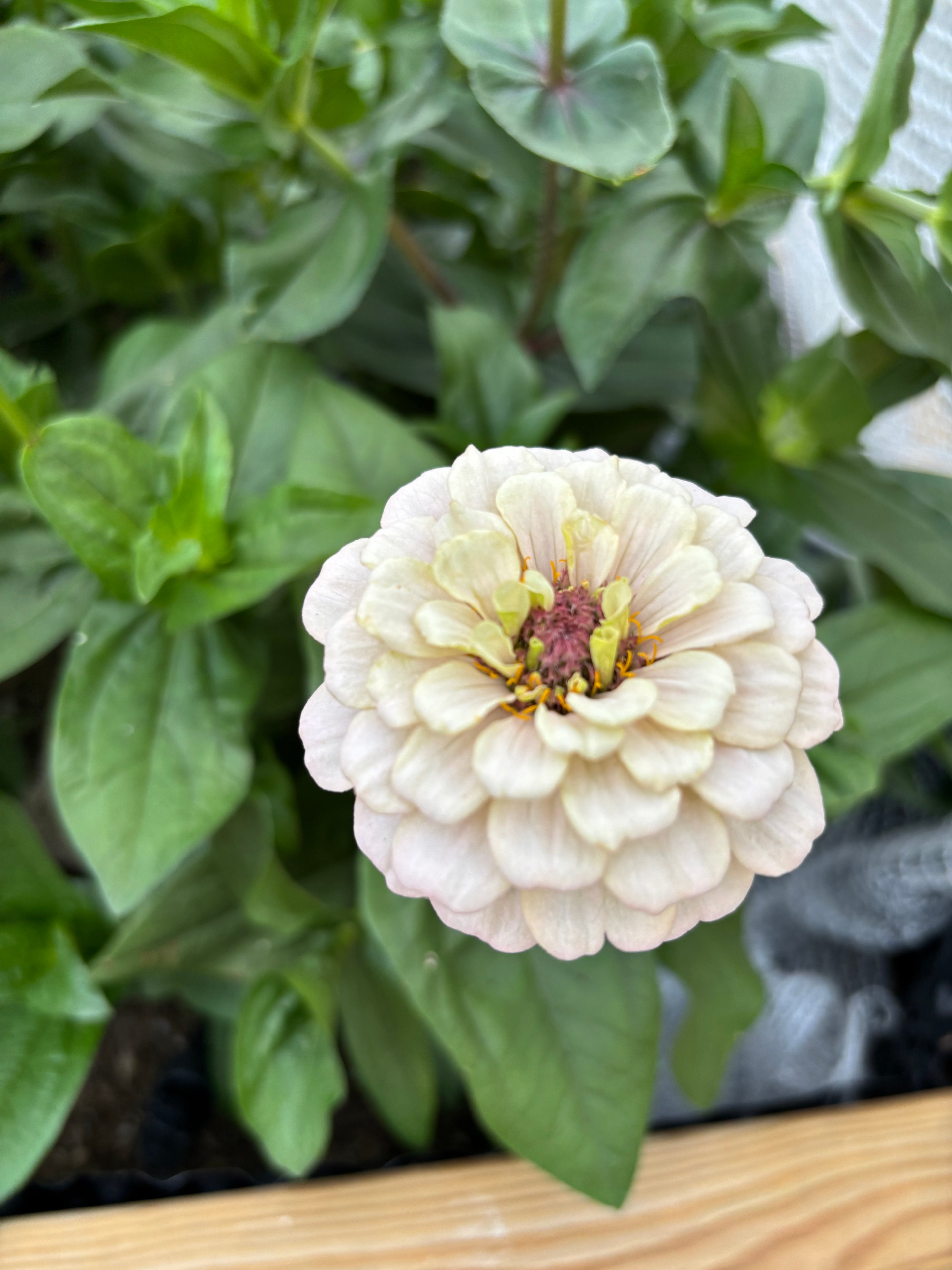 Zinnia ’D&S Pastels’