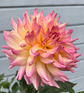 Dahlia ’AC Twisp’