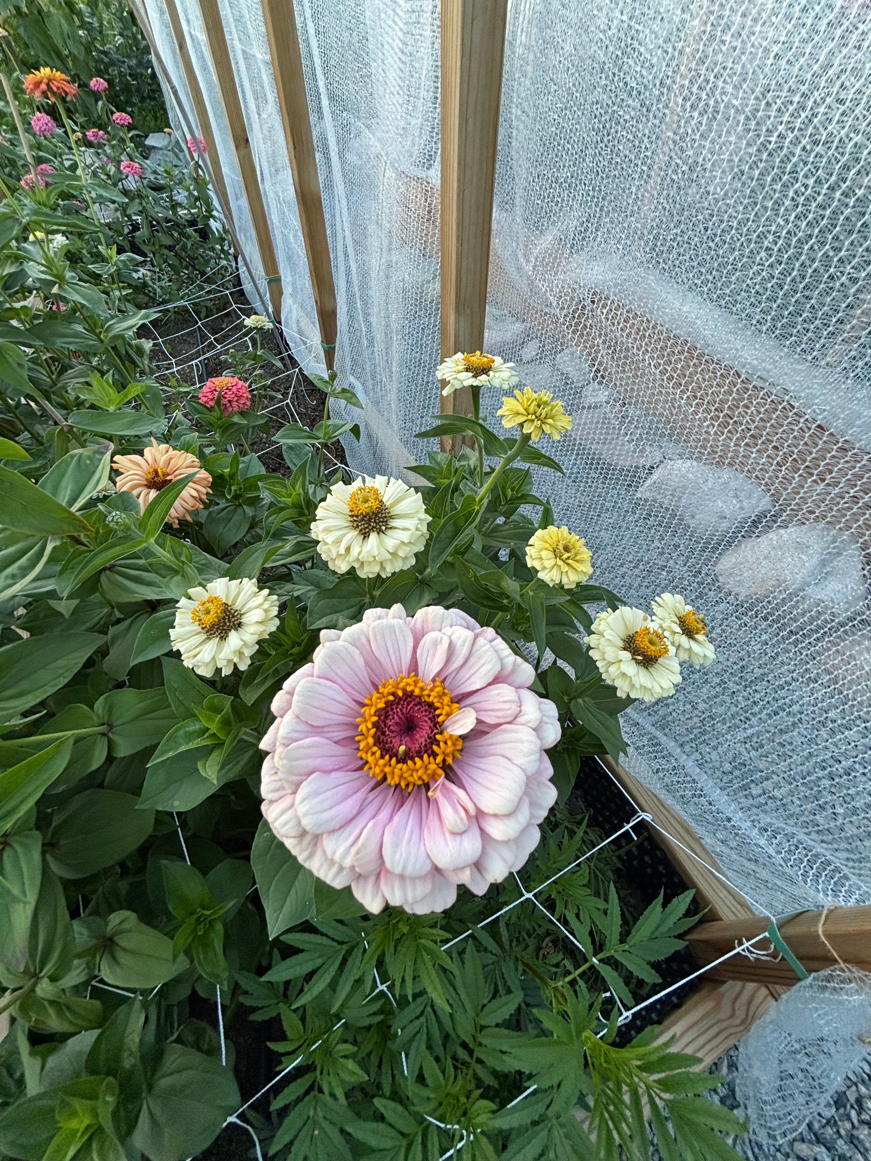 Zinnia ’D&S Pastels’