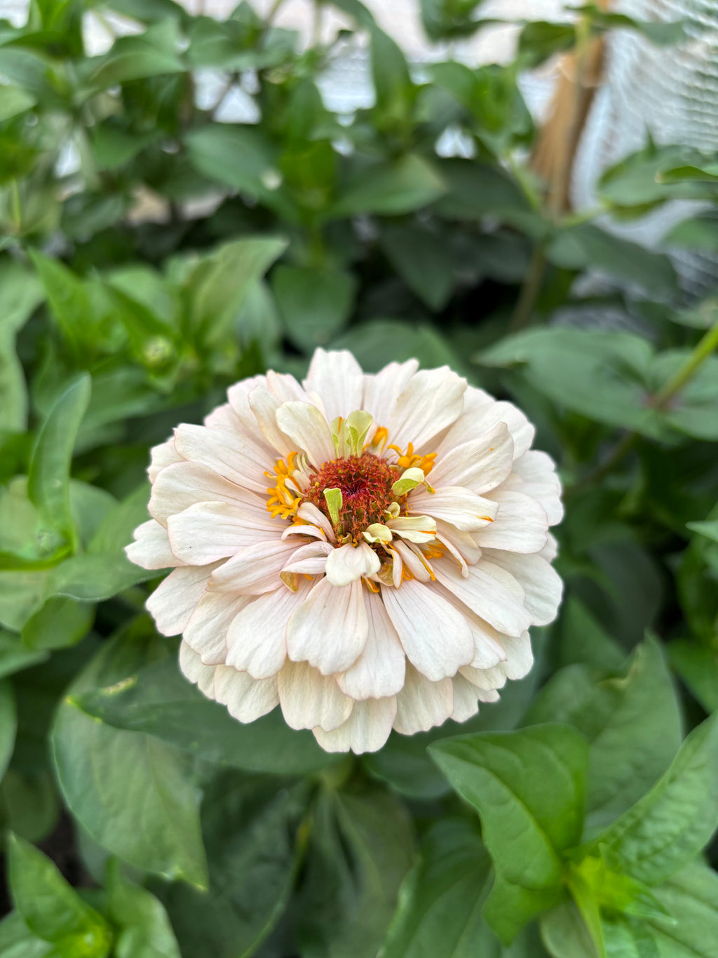 Zinnia ’D&S Pastels’