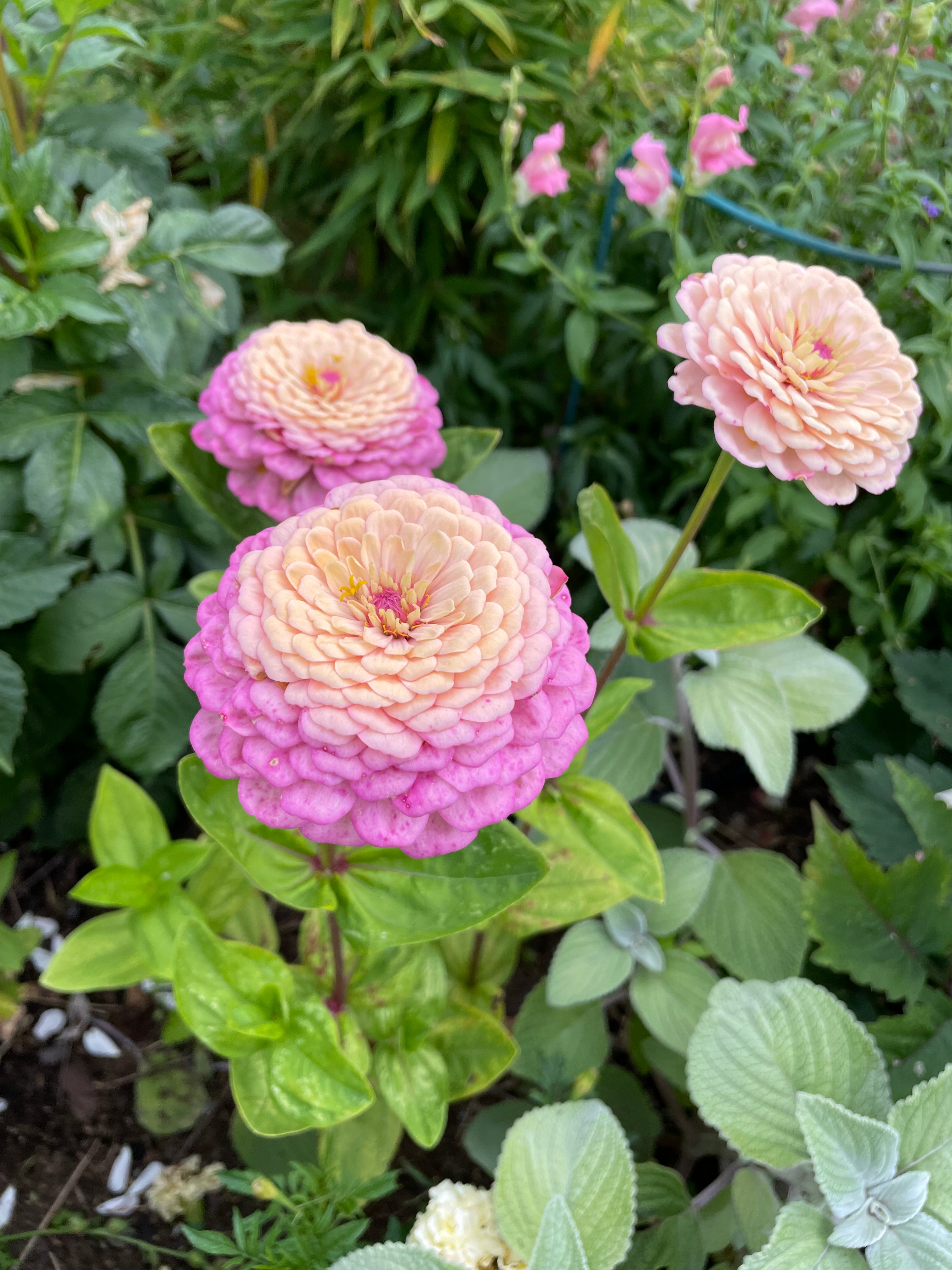 Zinnia ’Alpenglow’ Miniplanta
