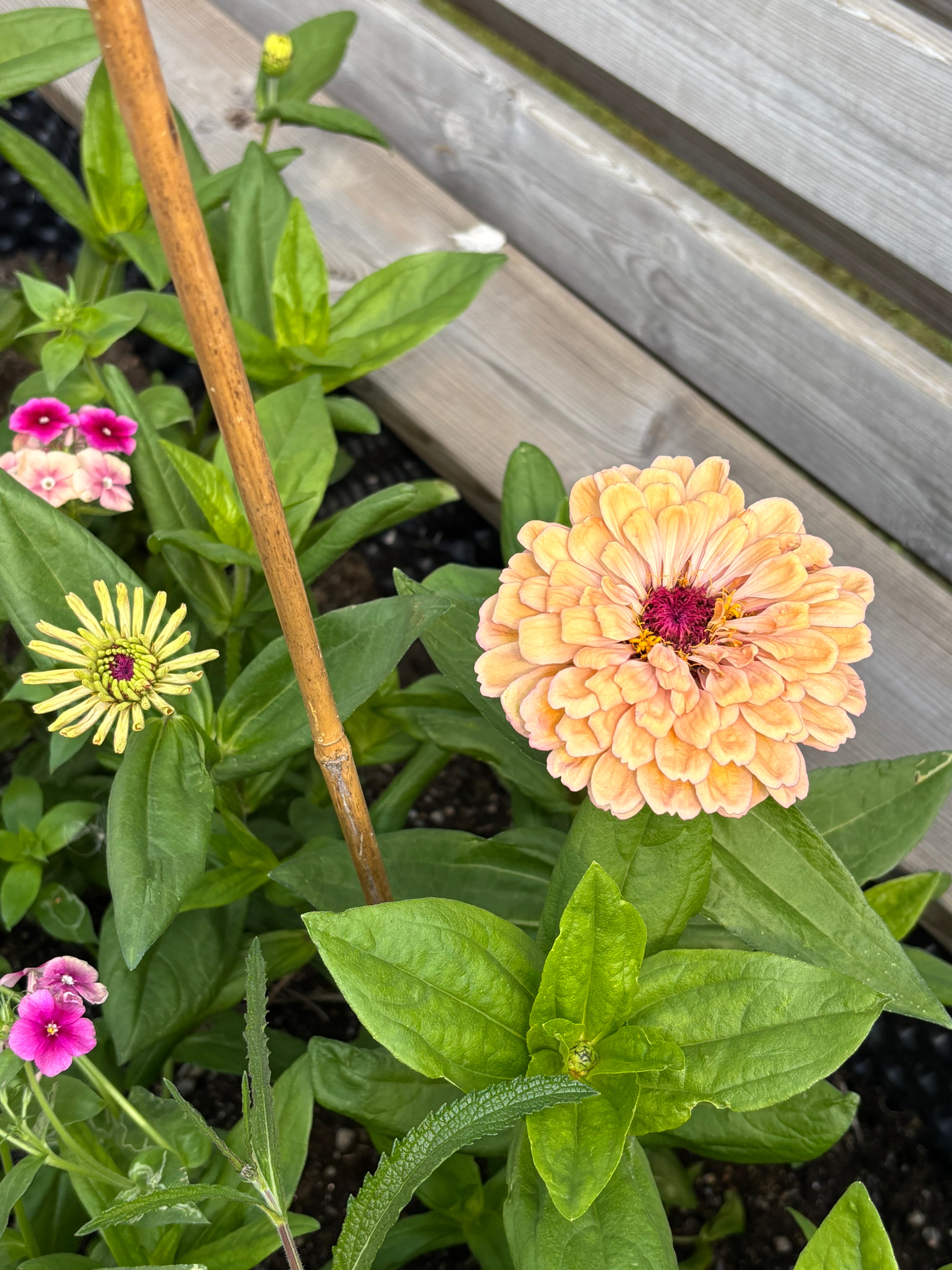Zinnia ’Peach Glitter’