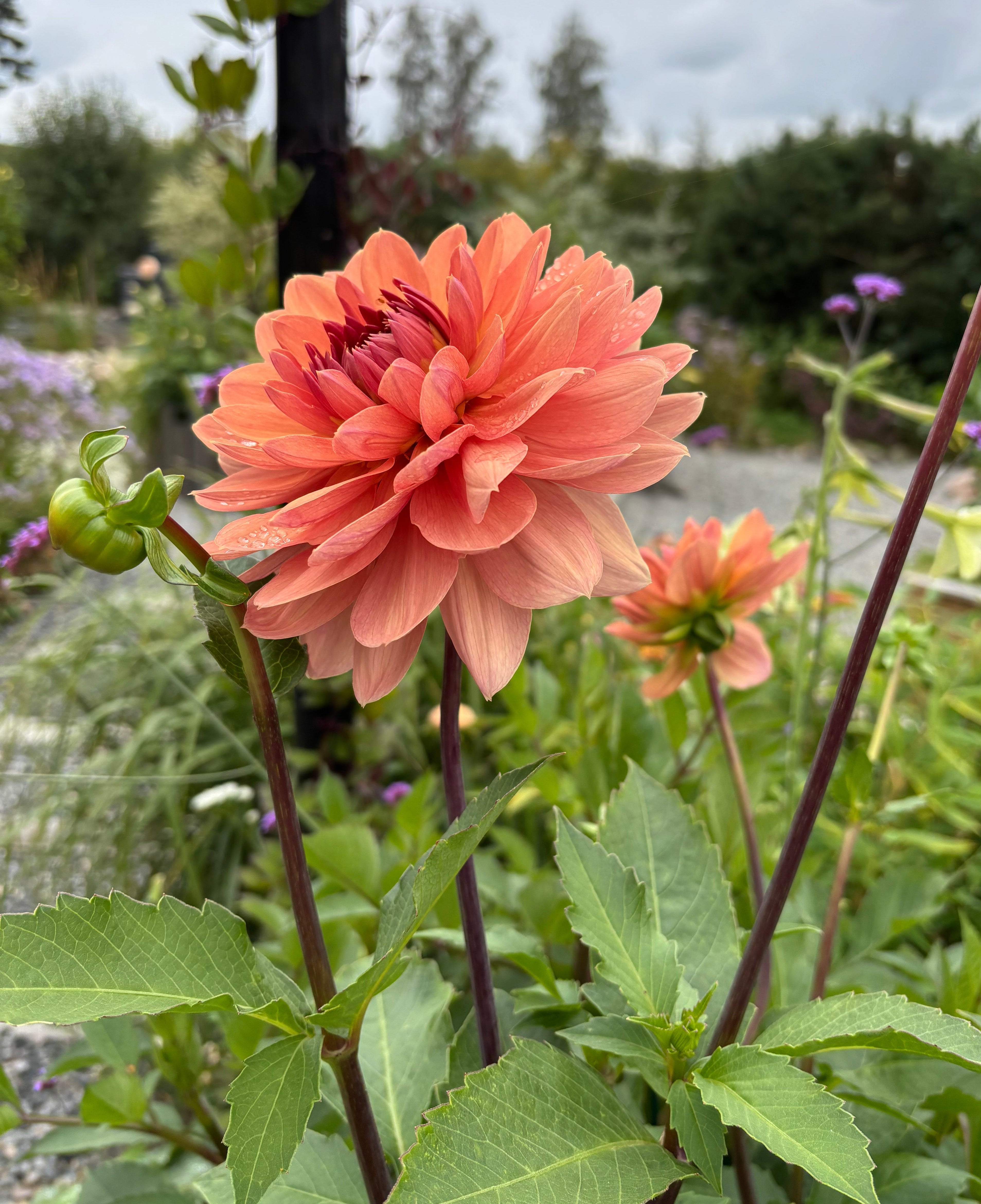 Château de la Bourdaisière