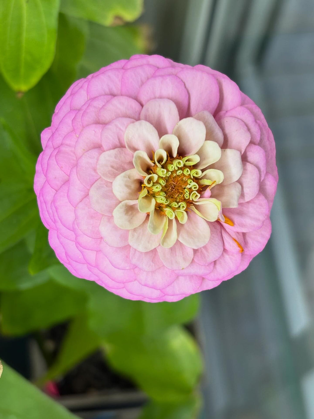 Zinnia ’D&S Pastels’