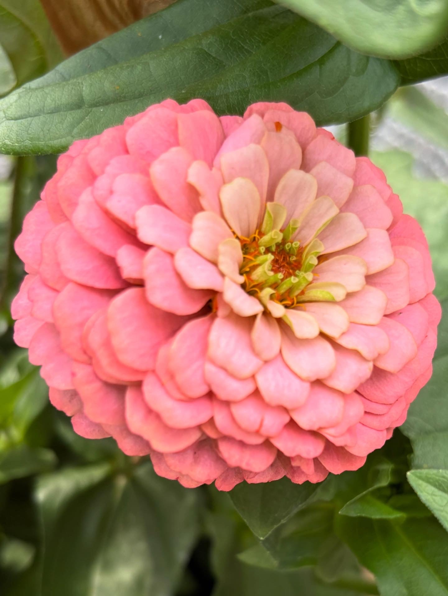 Zinnia ’D&S Pastels’
