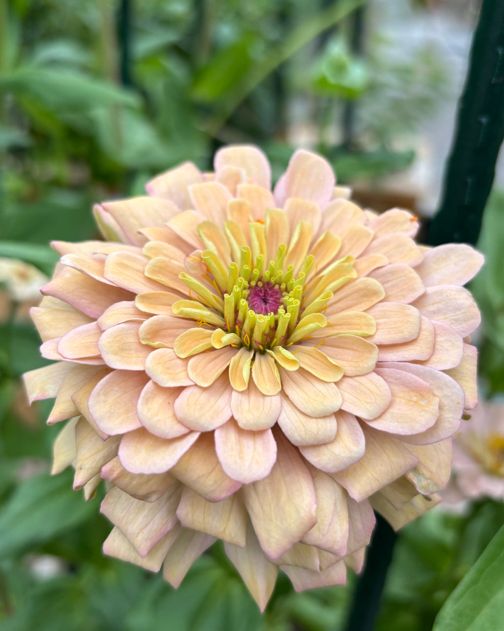 Zinnia ’Champagne Rose’