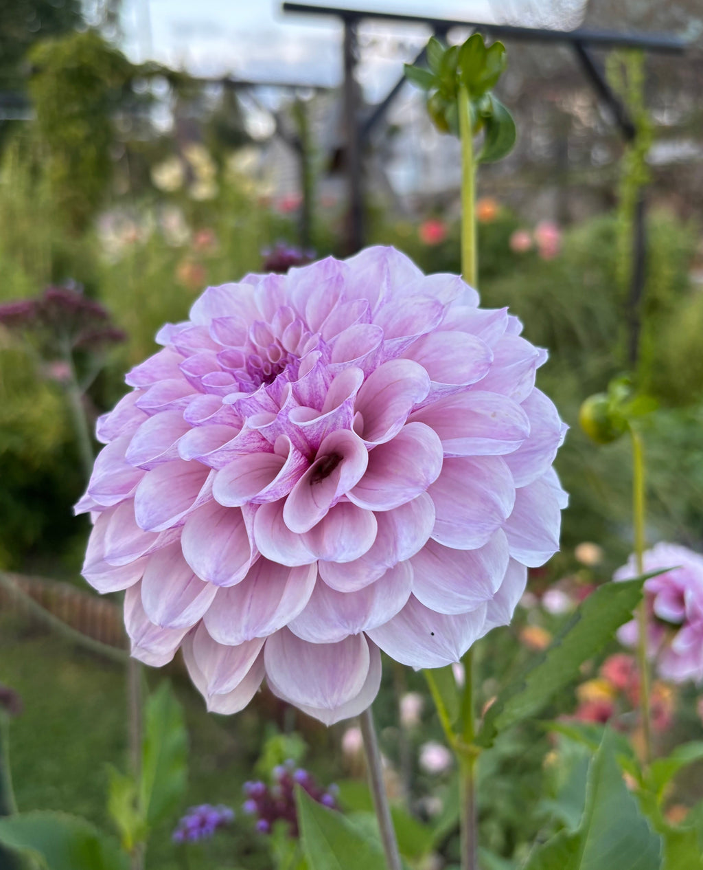 Dahlia 'Jeff Blom'