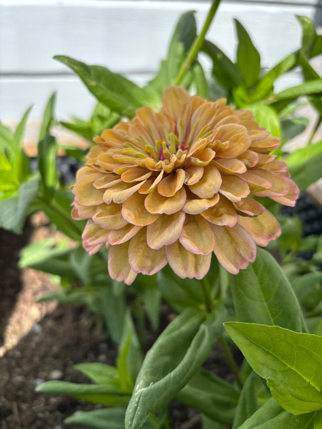 Zinnia ’Peach Glitter’