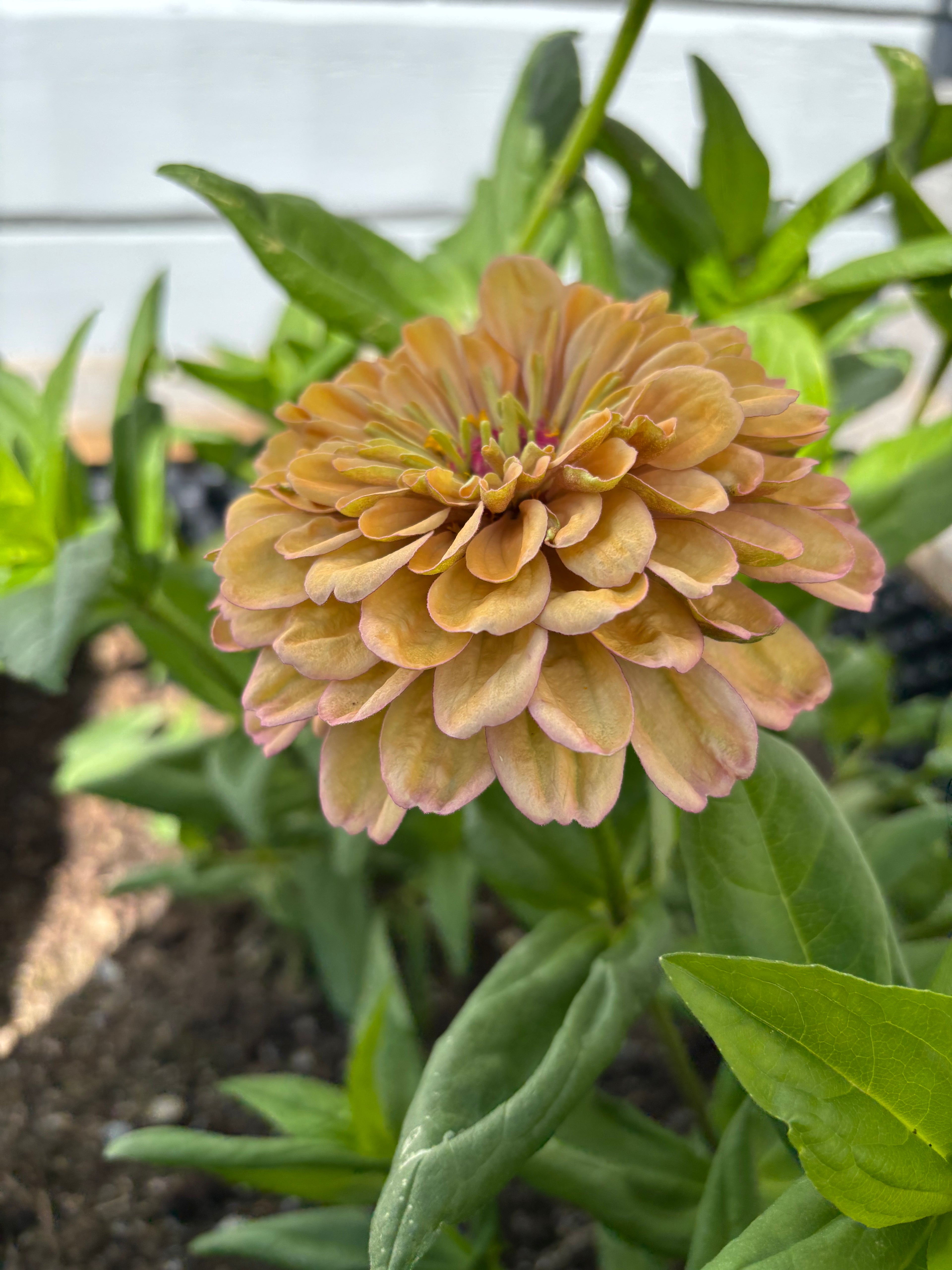 Zinnia ’Peach Glitter’
