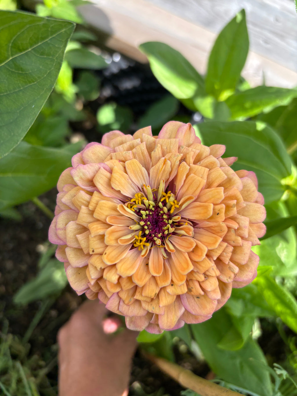 Zinnia ’Peach Glitter’