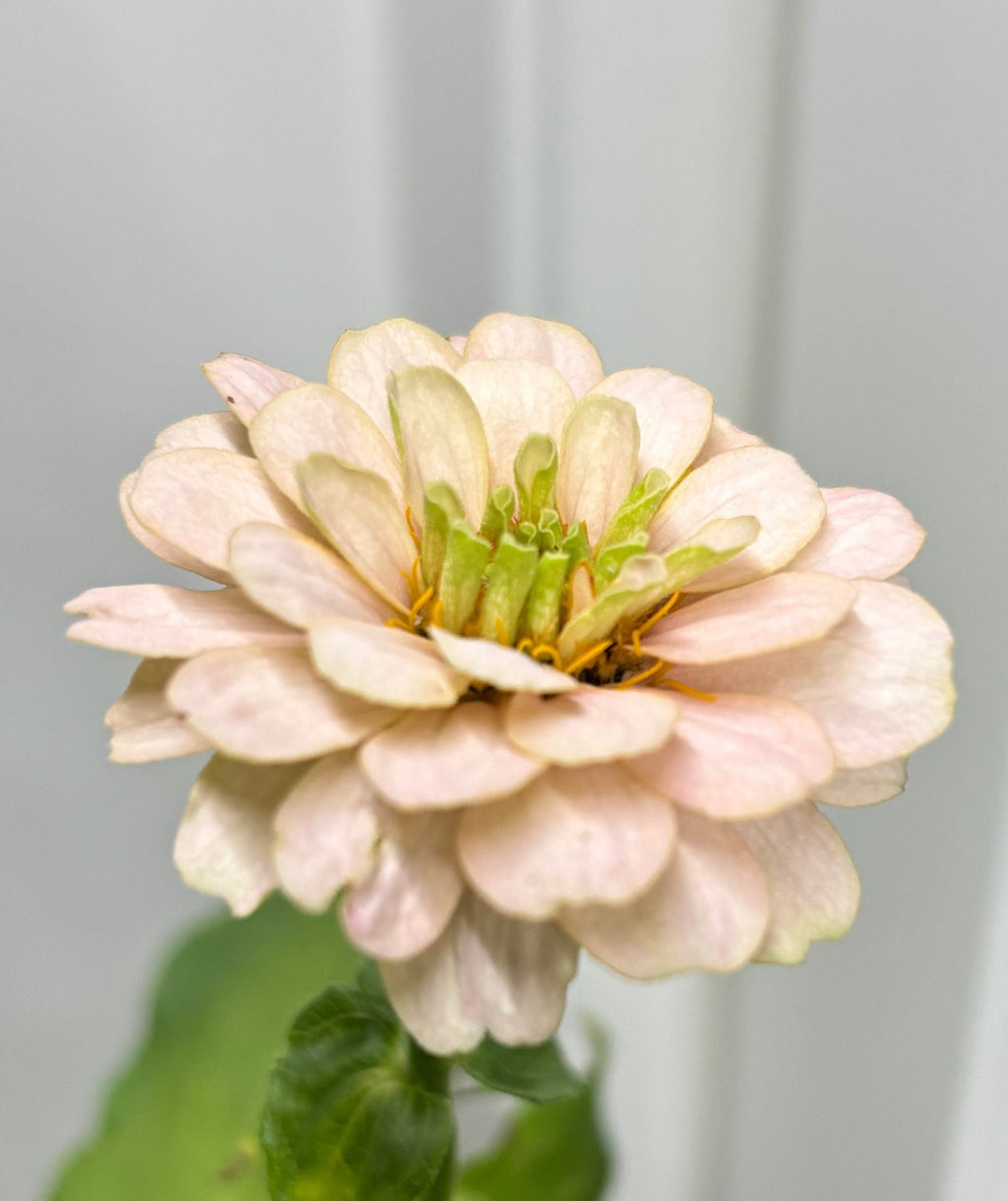 Zinnia ’D&S Pastels’