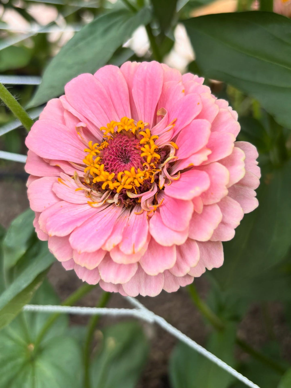 Zinnia ’D&S Pastels’