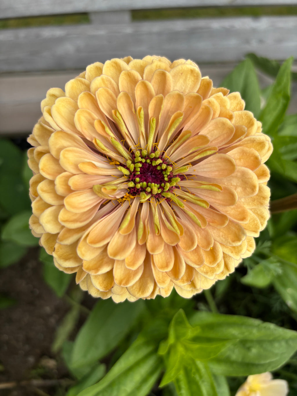Zinnia ’Peach Glitter’