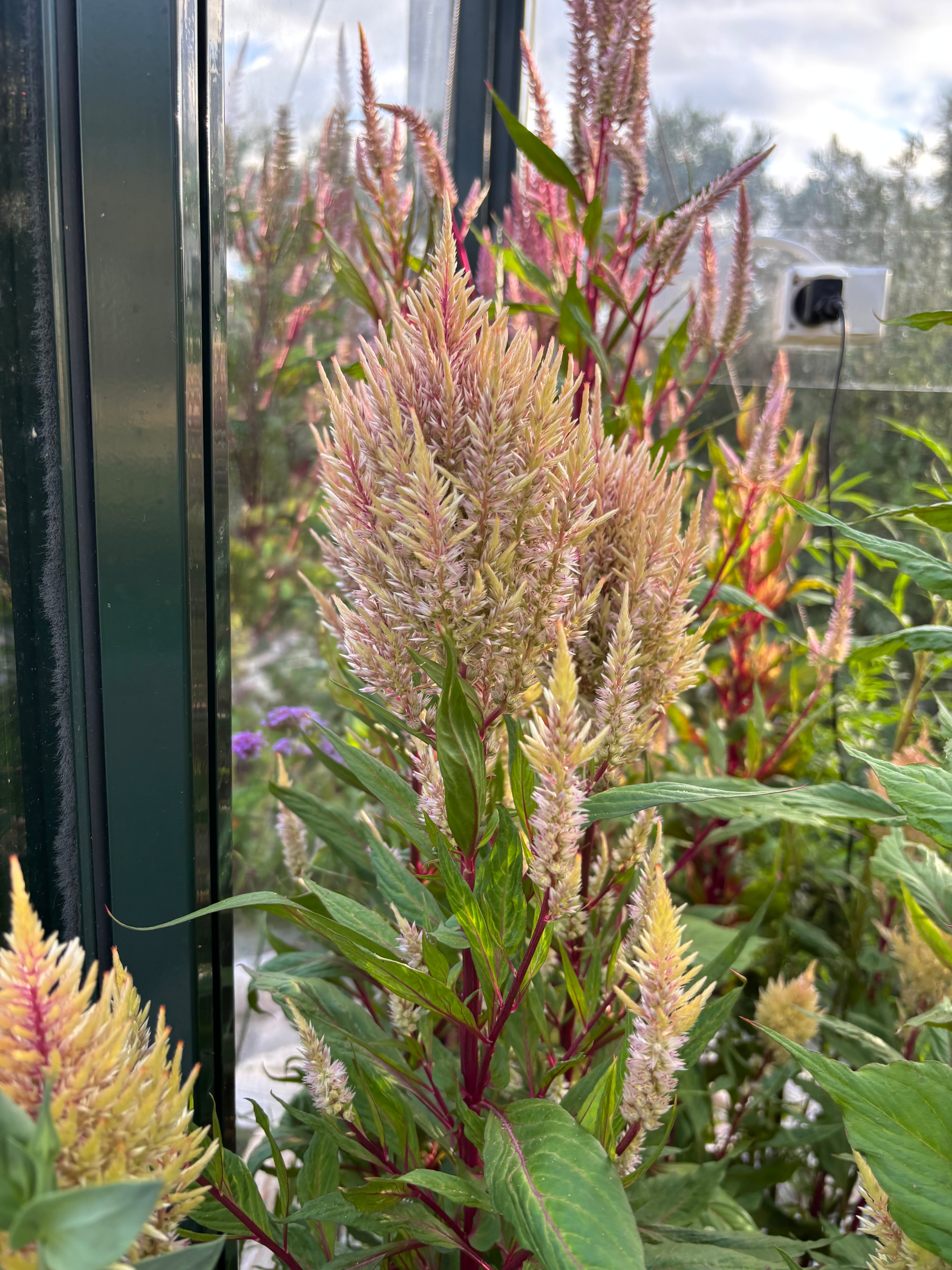 Celosia ‘Rosé Glow’