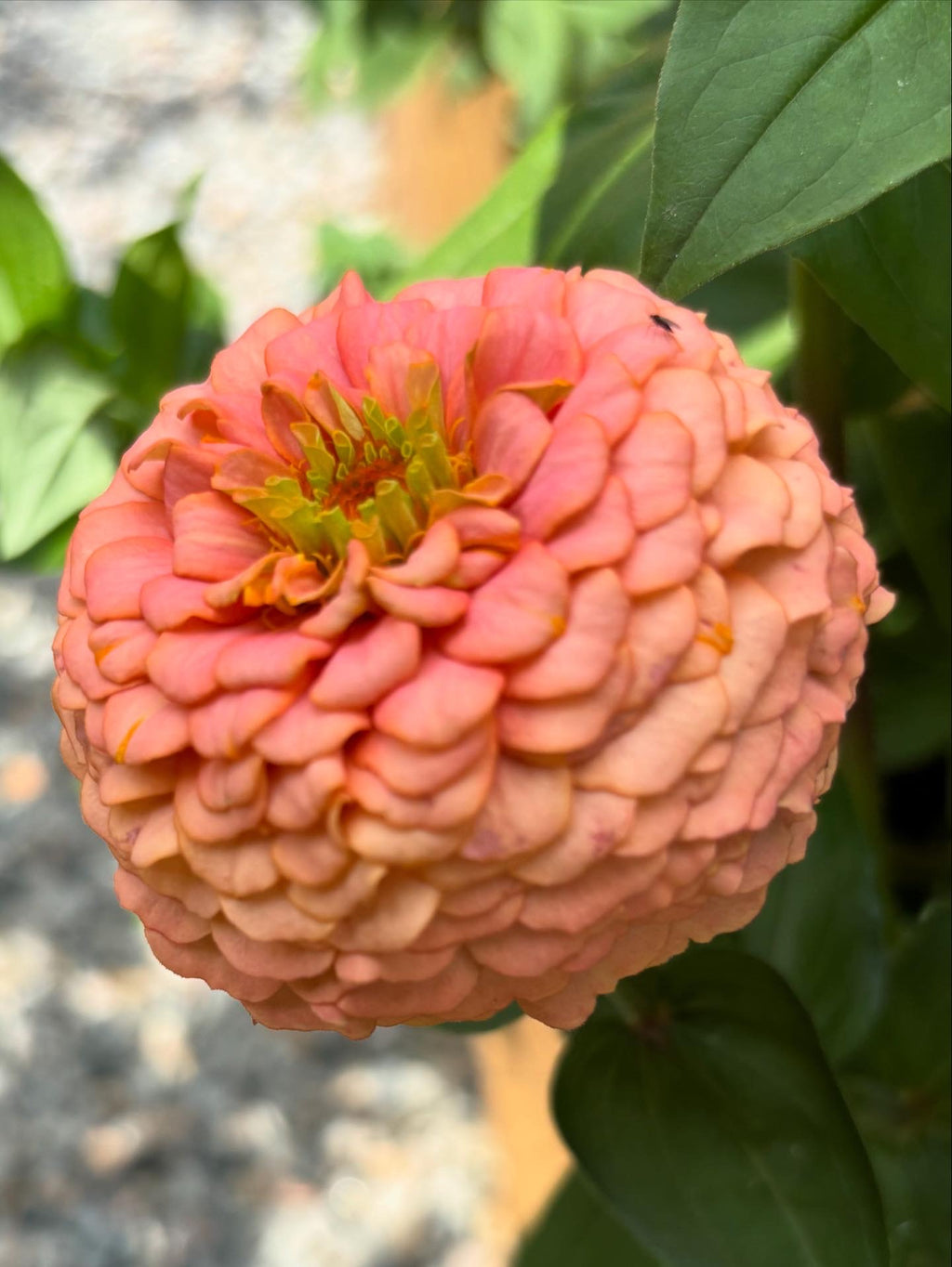 Zinnia ’D&S Pastels’
