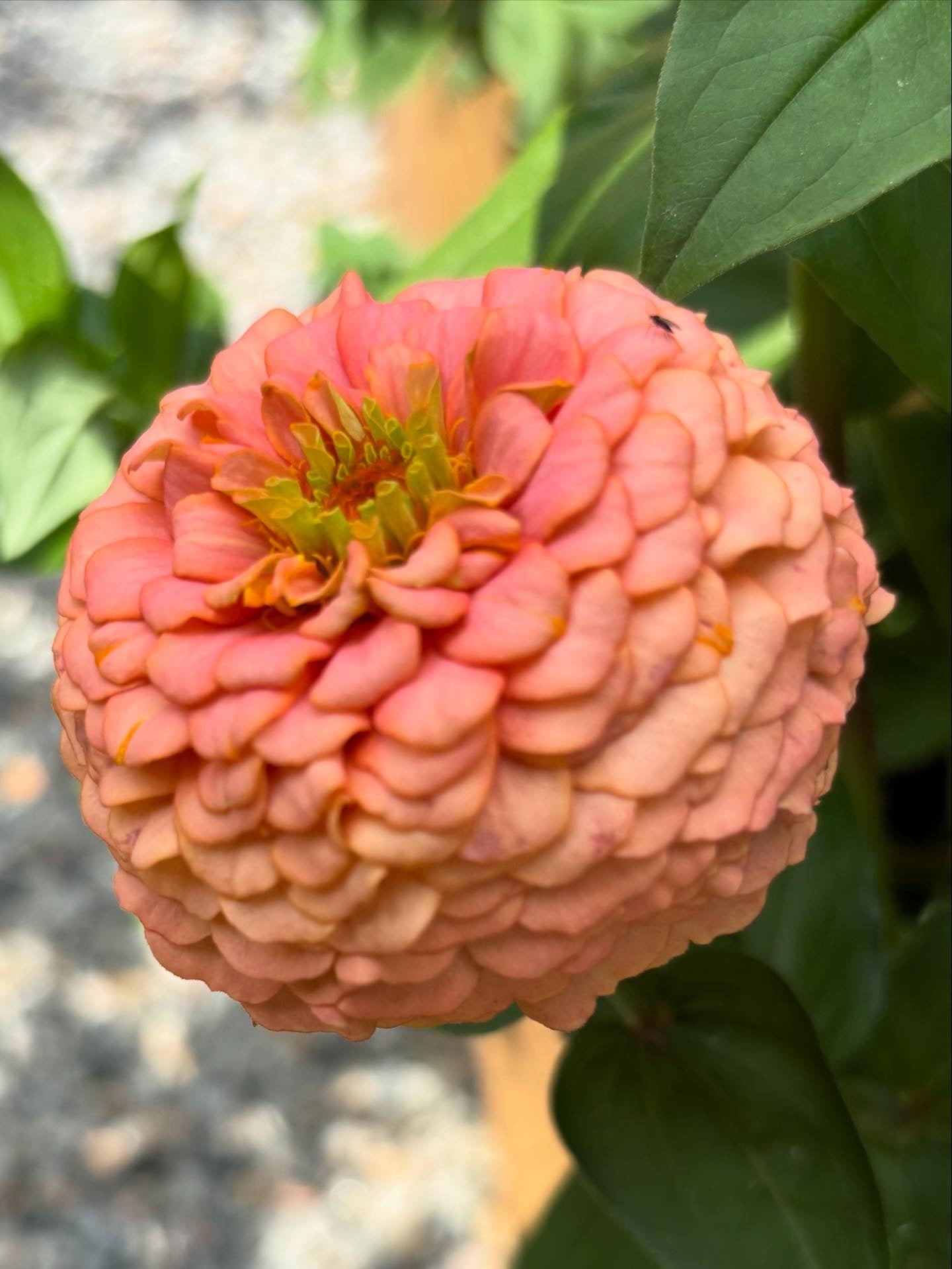 Zinnia ’D&S Pastels’