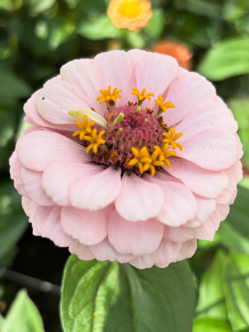 Zinnia ’D&S Pastels’