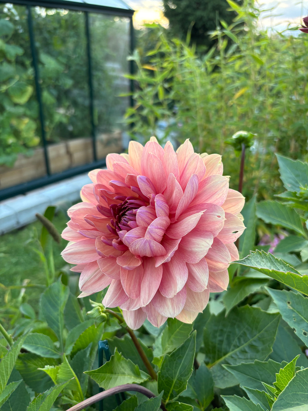 Château de la Bourdaisière