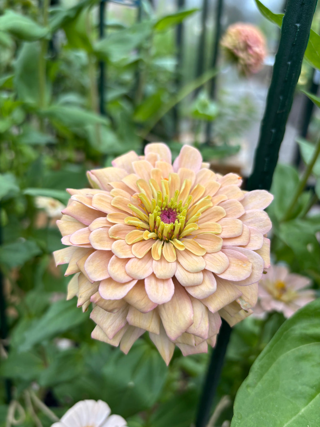 Zinnia ’Champagne Rose’